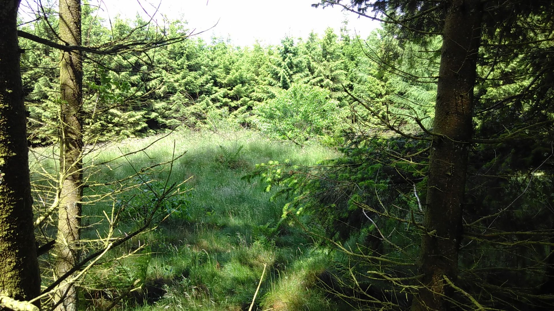 eines von 50 Hügelgräbern in diesem Wald