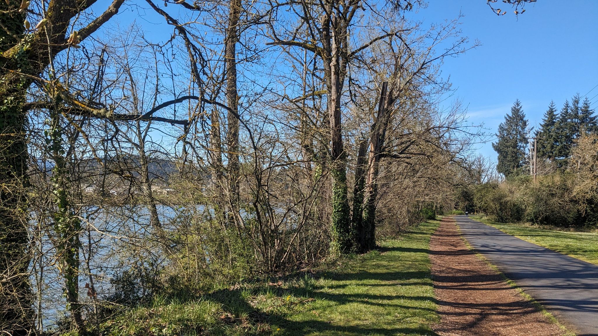 Paved path next to a river, lined with bare trees under a blue sky. - Alton Baker Park – Peter DeFazio Bridge loop from Eugene