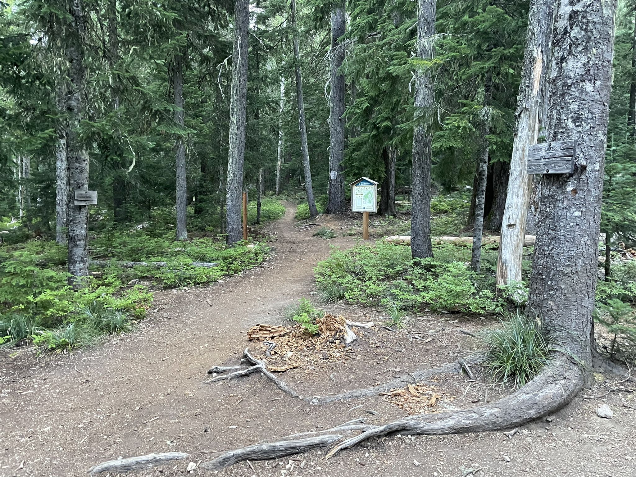Dirt trail junction with informational signs among tall trees and exposed roots. - Lower Twin Lakes via Pacific Crest Trail