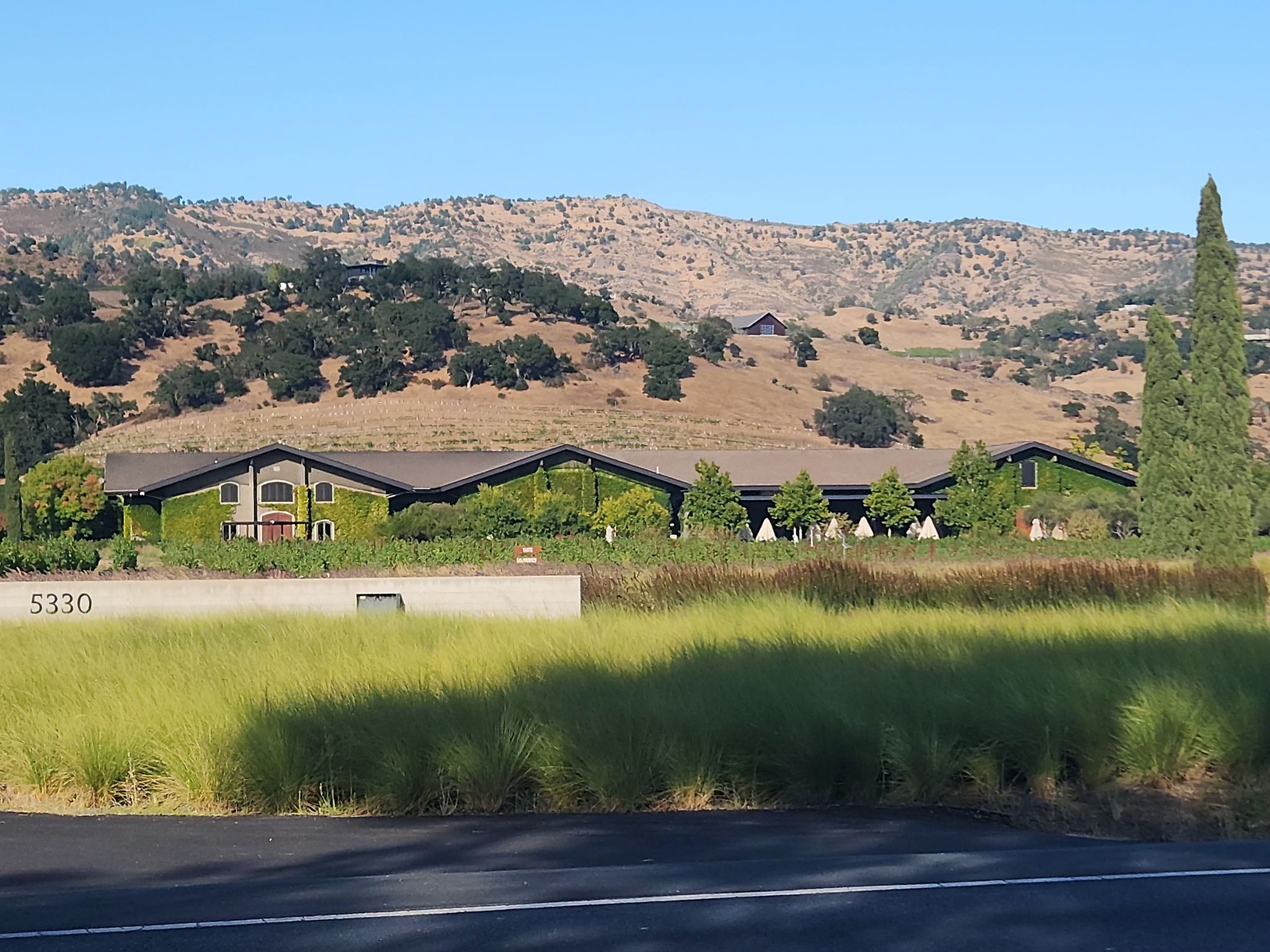 Building covered in green vines, with dry hills and tall grass in bright sunlight. - The French Laundry – Clos du Val loop from Yountville