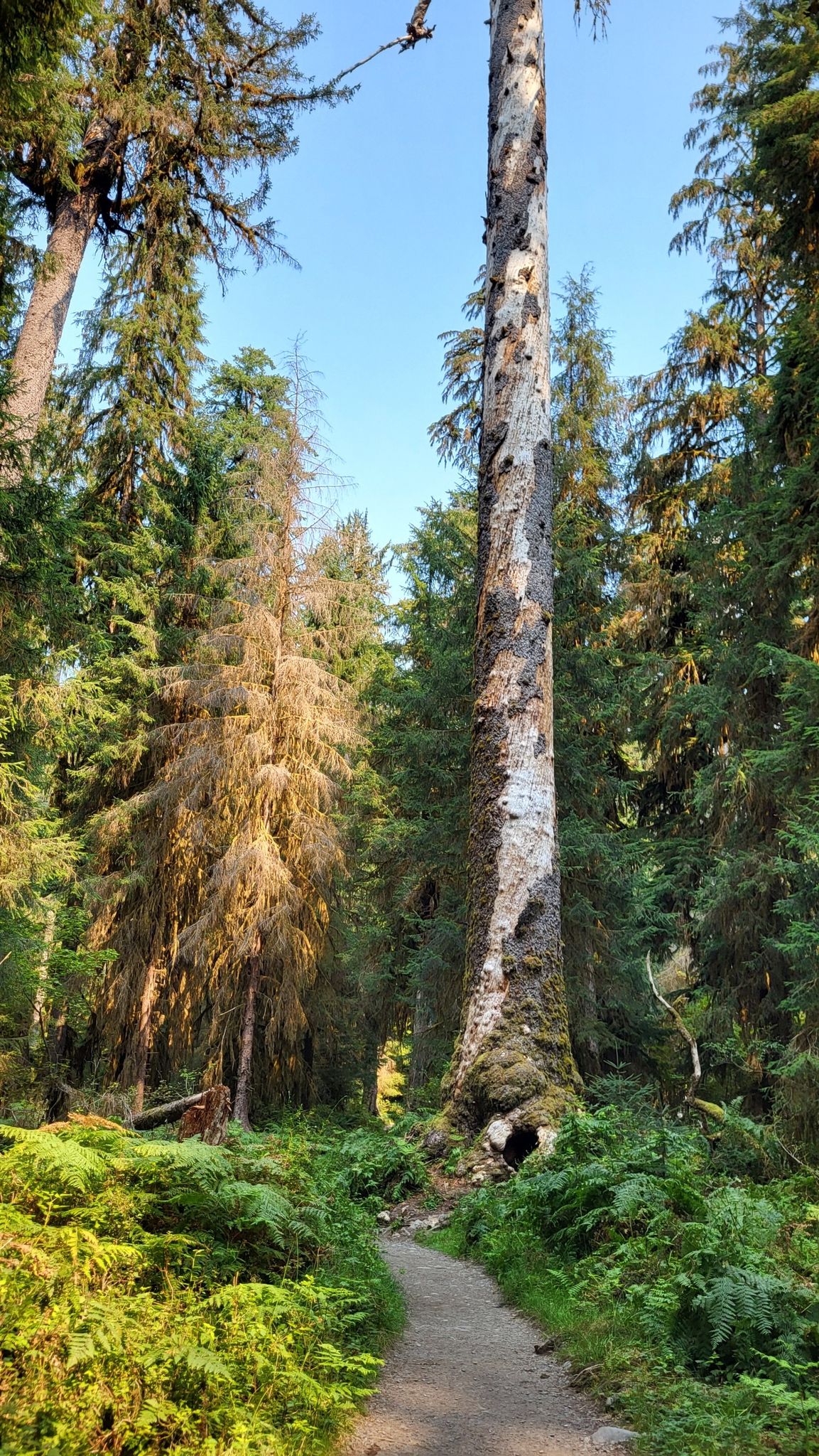 Tall, bare tree trunk beside a forest path, surrounded by green ferns. - Hall of Mosses Trail – Hoh Rain Forest loop from Olympic National Park