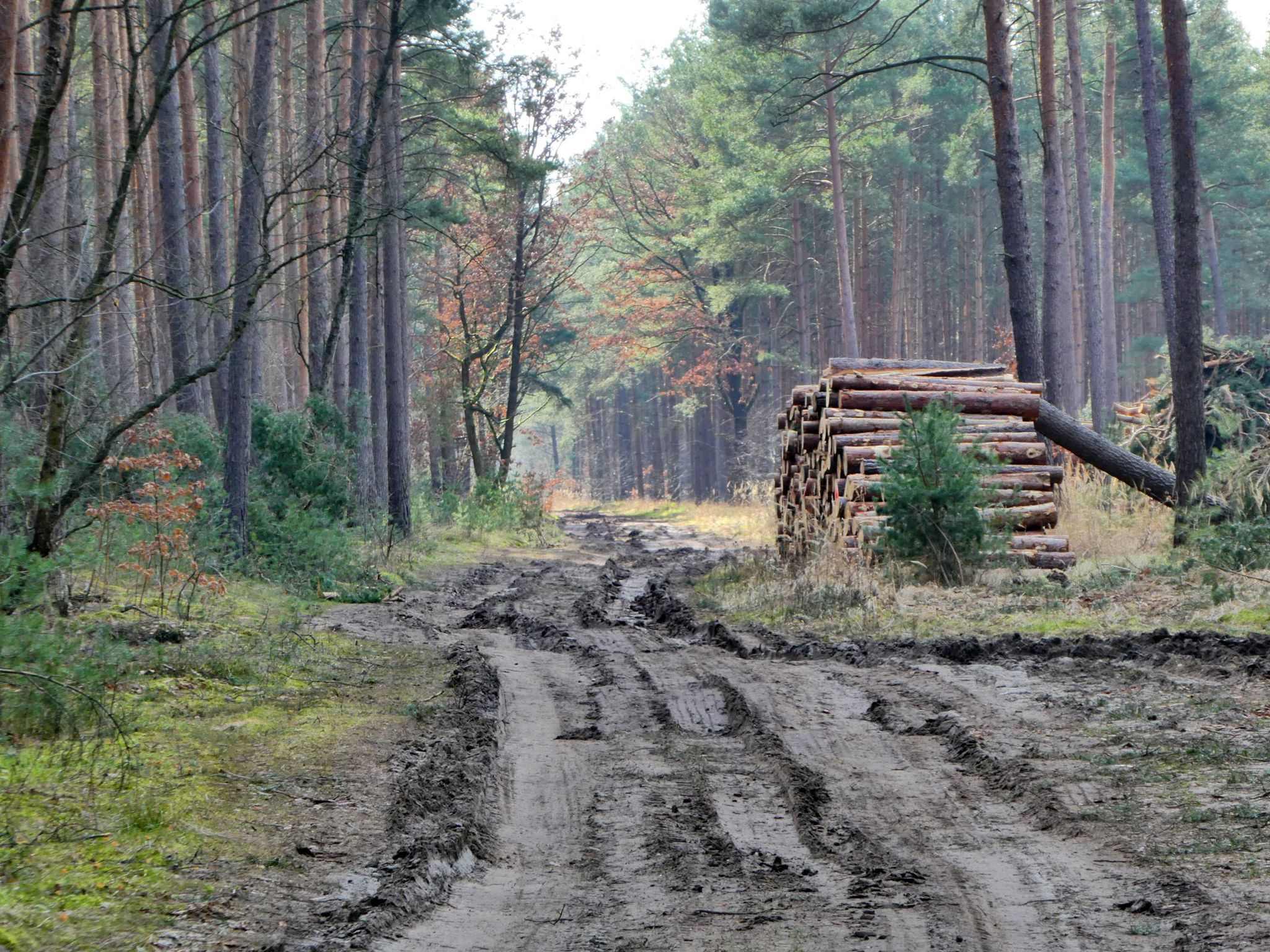 Wege trocken, nur "etwas" zerfahren 😫