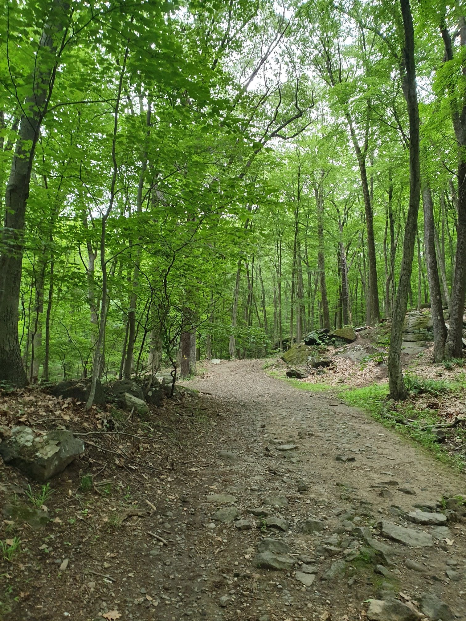 Wide dirt path winding through a dense, bright green forest. - Blue Mountain Reservation Beginner Loop