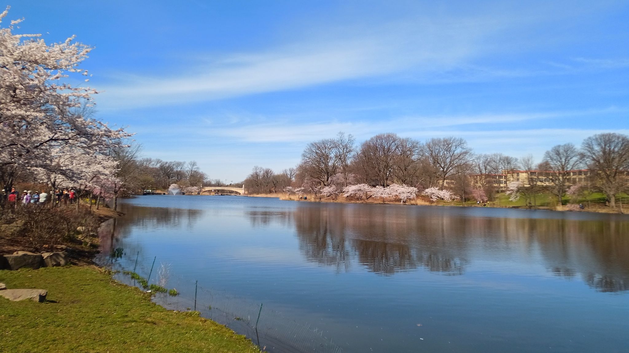 Wide lake with distant bridge, people walk under blooming cherry trees. - Branch Brook Park loop