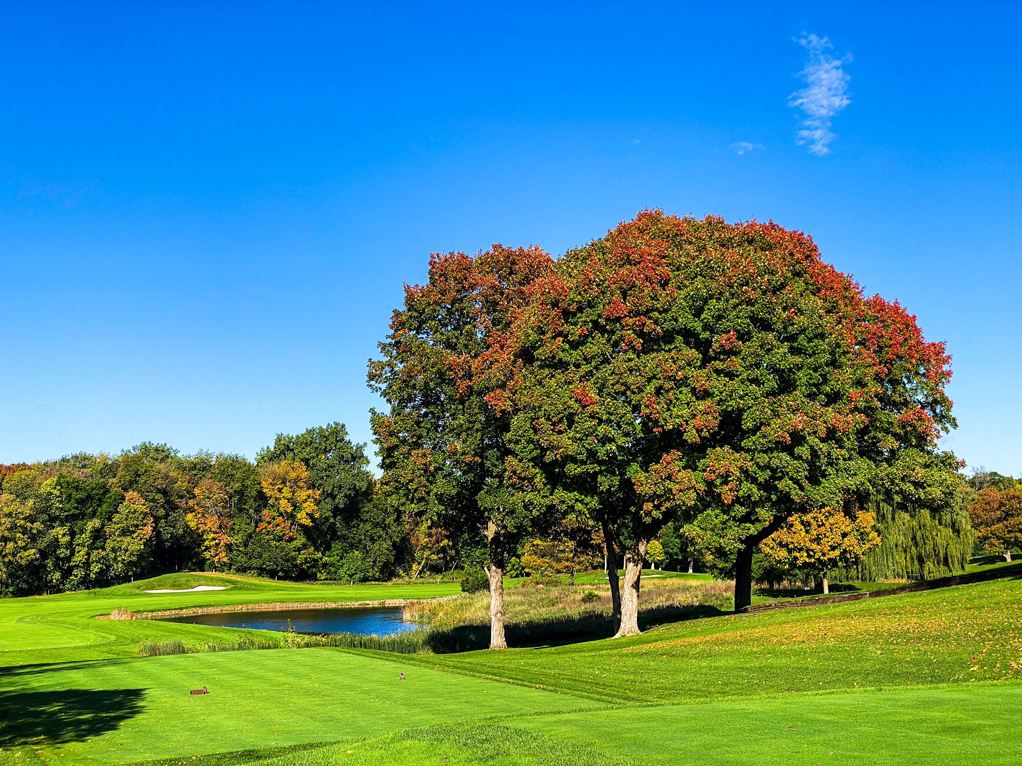A large tree with colorful autumn leaves stands beside a pond on a sunny day. - Luce Line State Trail loop from St Philip Park & Ride