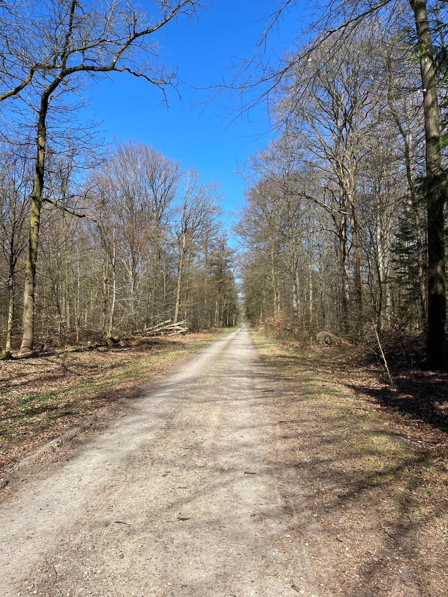 Handewitter Forst