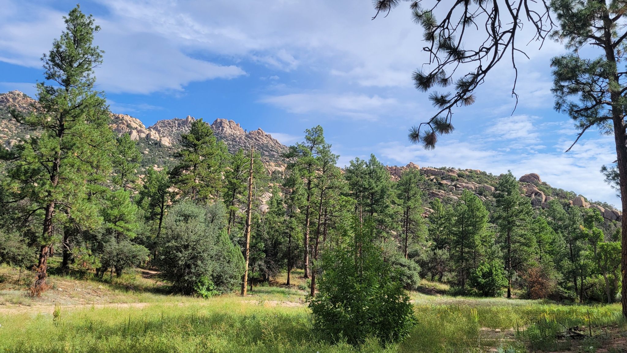 Tall pine trees and a grassy field lead to rocky mountains under a blue sky. - Willow and Mint Wash Trail Loop