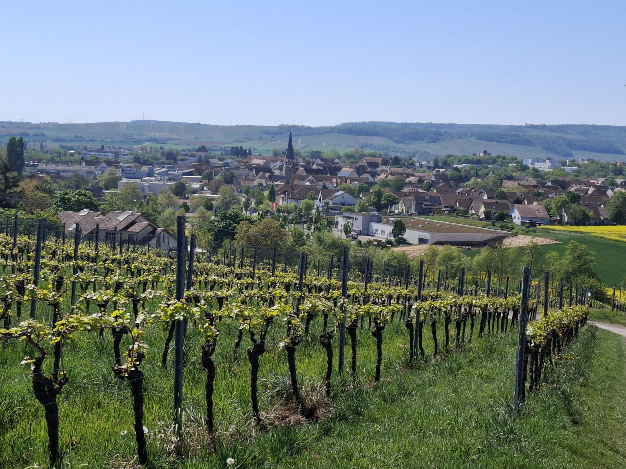 Vom "Forst" aus einen Blick auf Brackenheim
