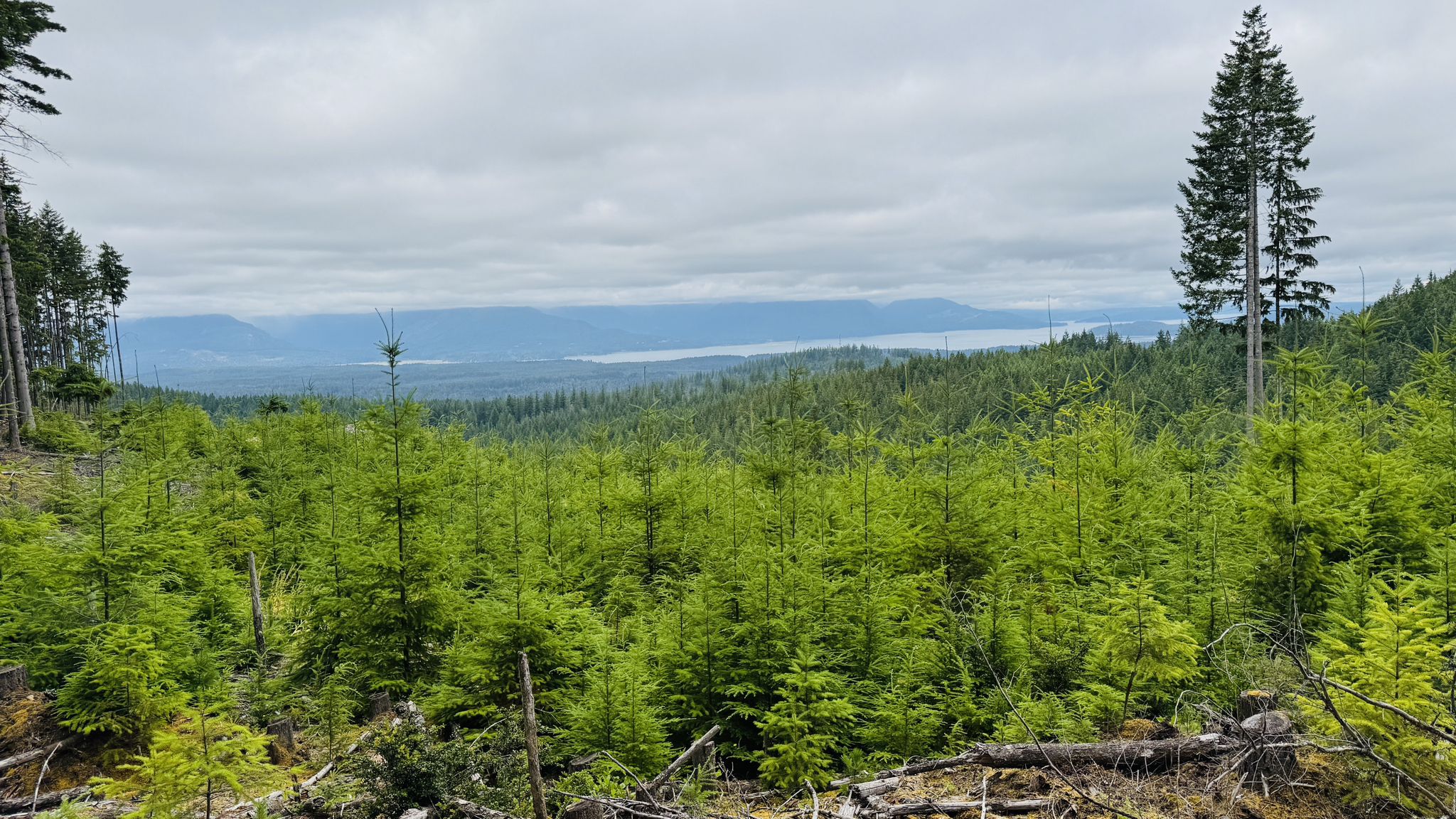 Overcast view of a vast green forest valley with distant water and mountains. - Green Mountain Loop – Green Mountain State Forest