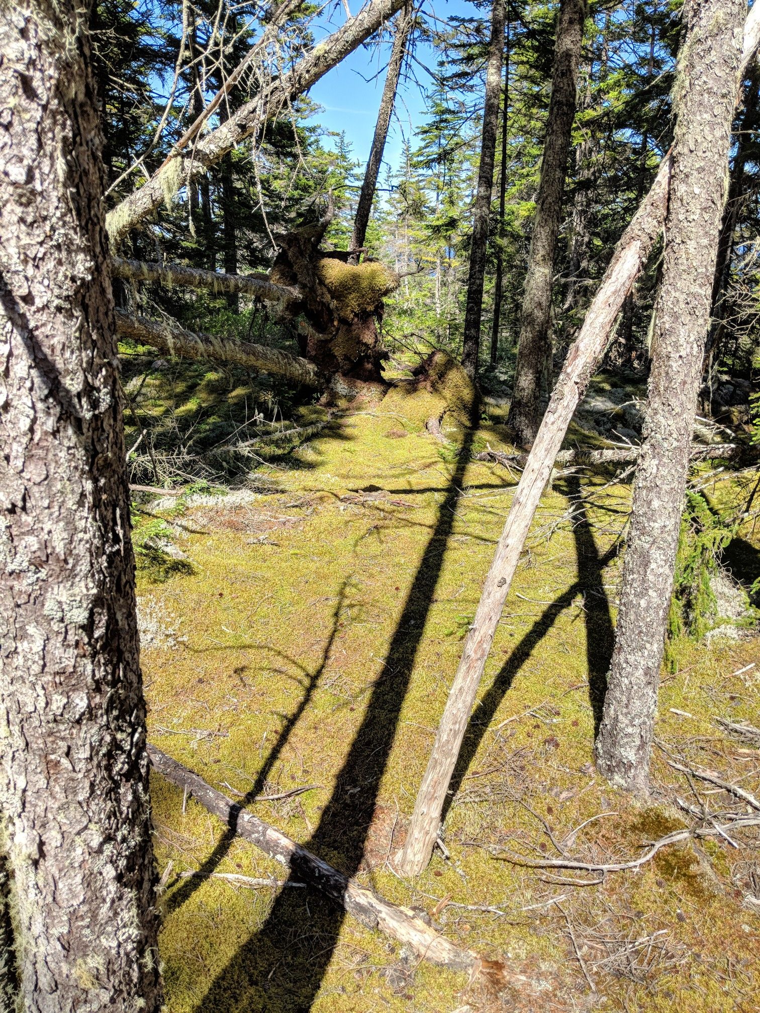 Sunny forest floor covered in moss, with tall trees casting long shadows. - Anvil, Schoodic Head, and Alder Trail Loop