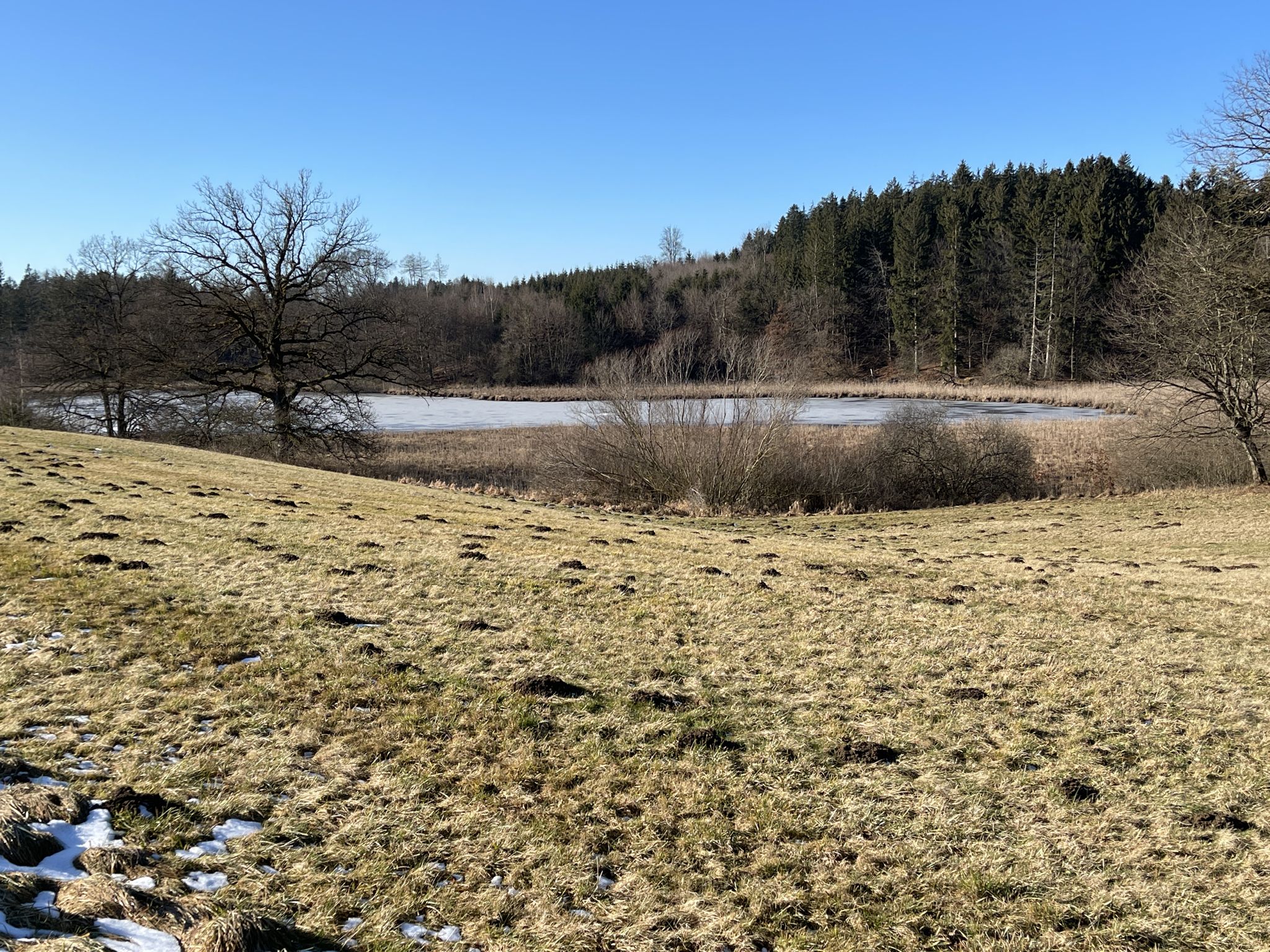 Buchsee