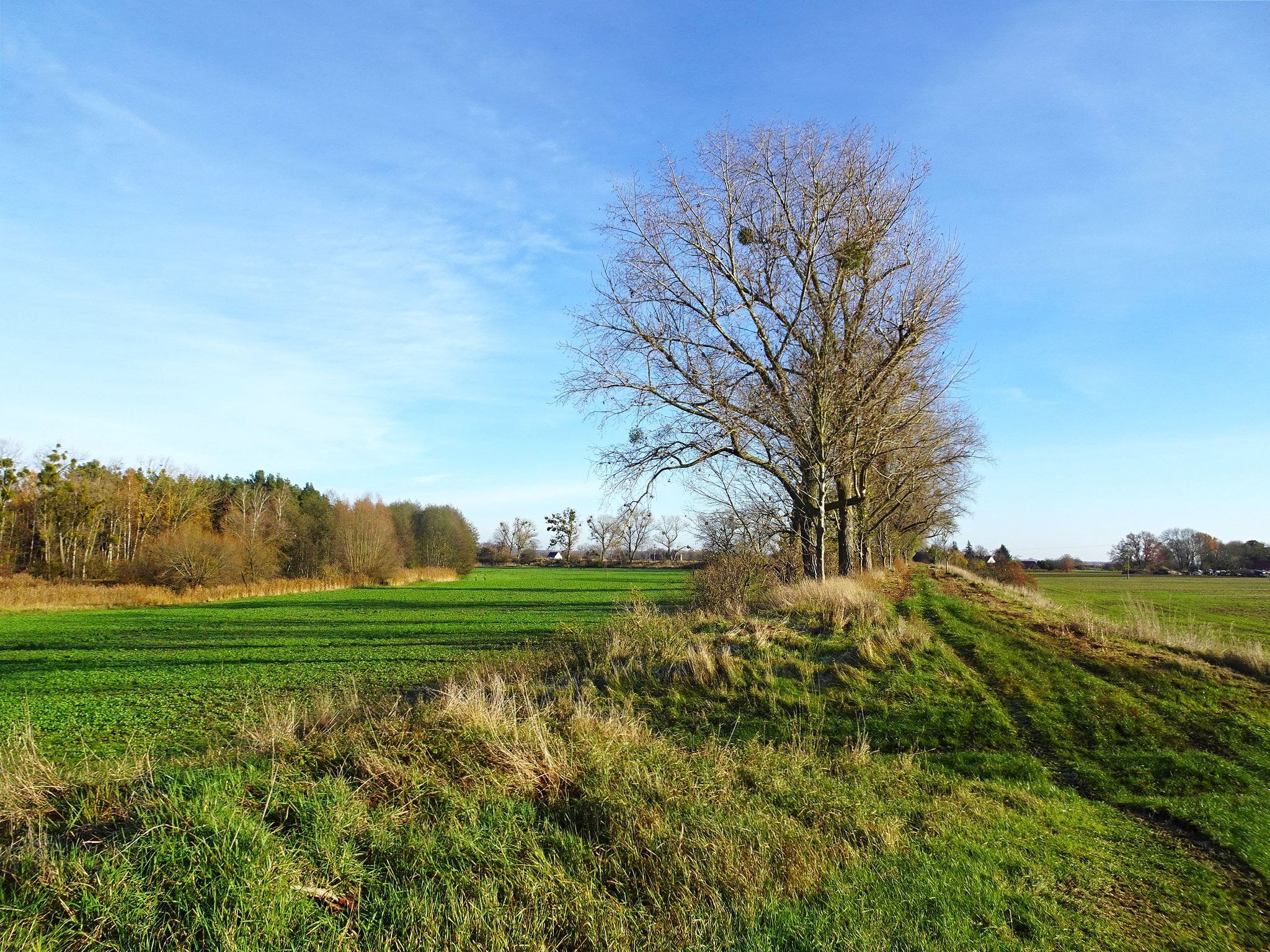 Alter Oderdeich