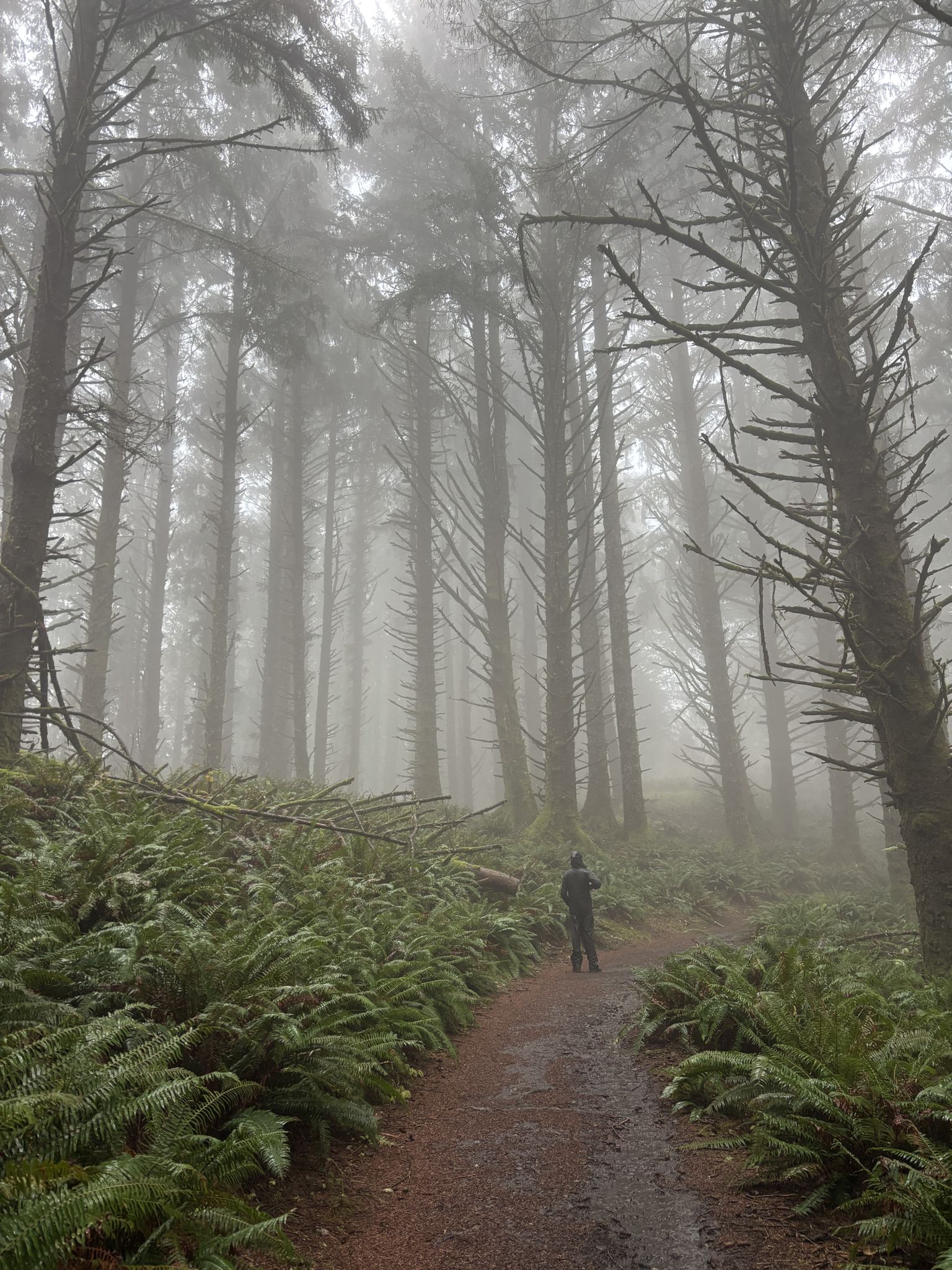 A person walks on a muddy path through a dense, foggy forest. - The Knoll Loop