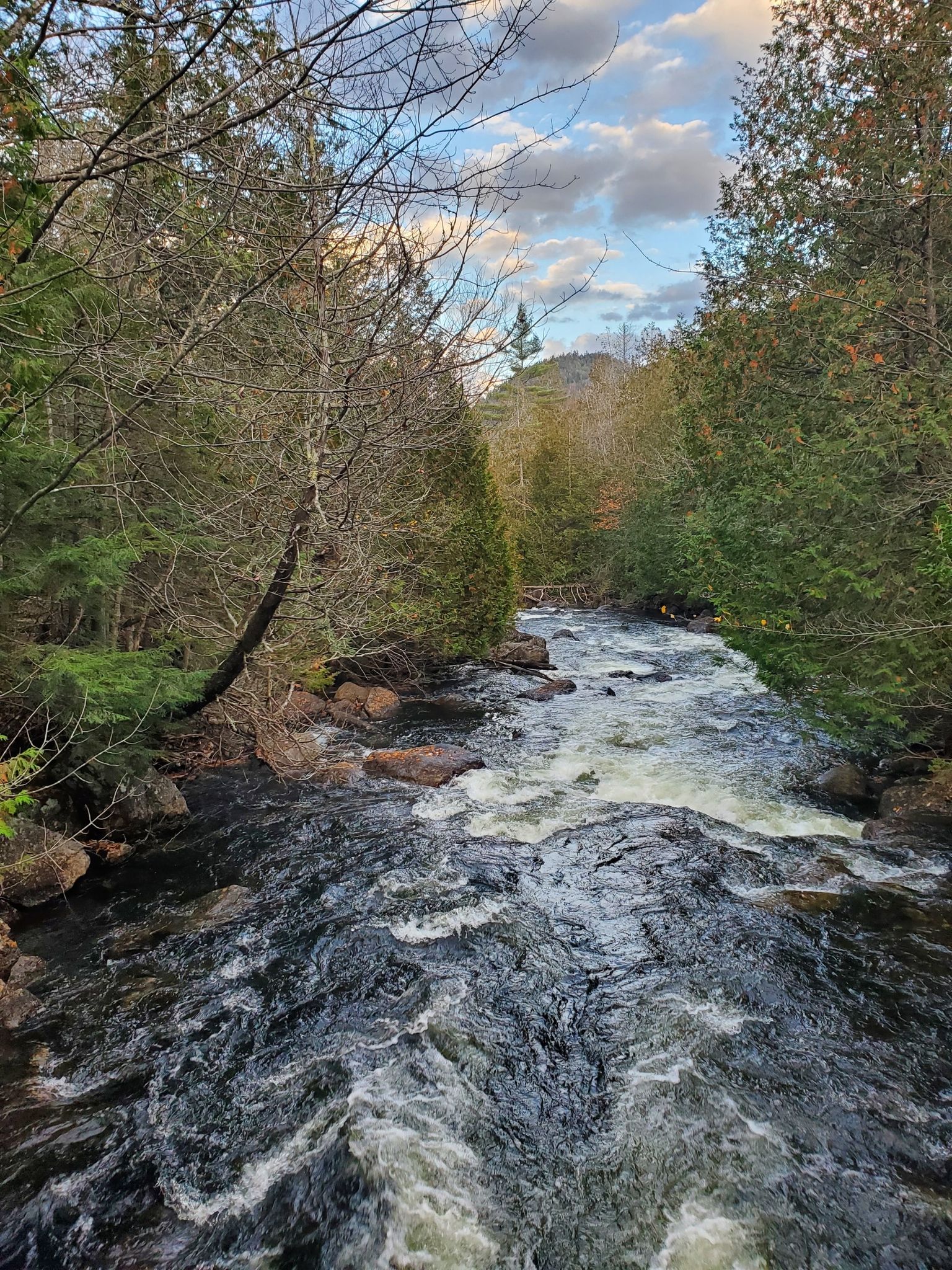 Rushing river with white rapids, surrounded by dense green trees. - Calamity Brook Trail