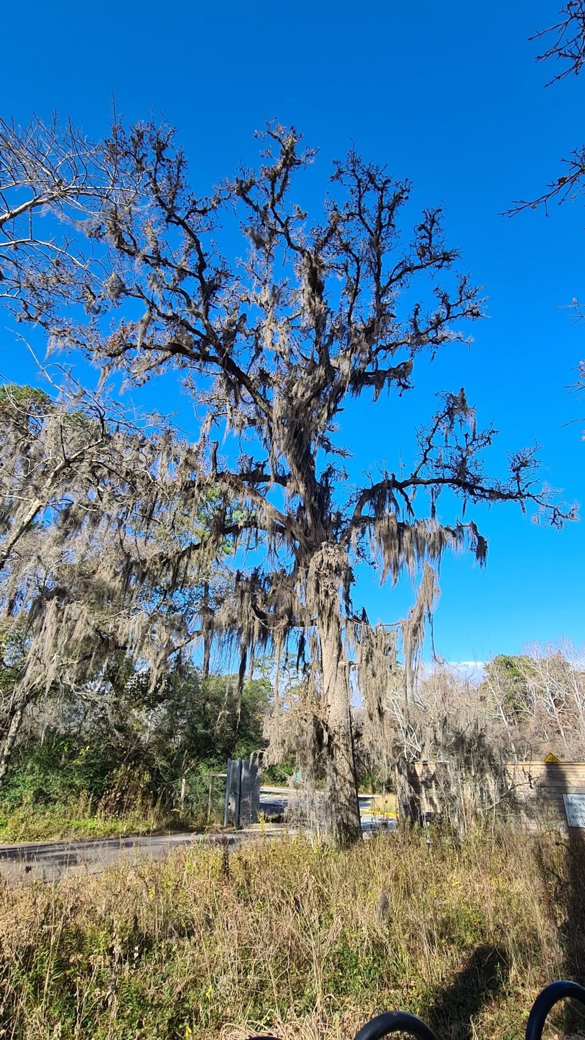 Large moss-draped tree stands tall against a bright blue sky, sunny day. - Hogg Woods Trail