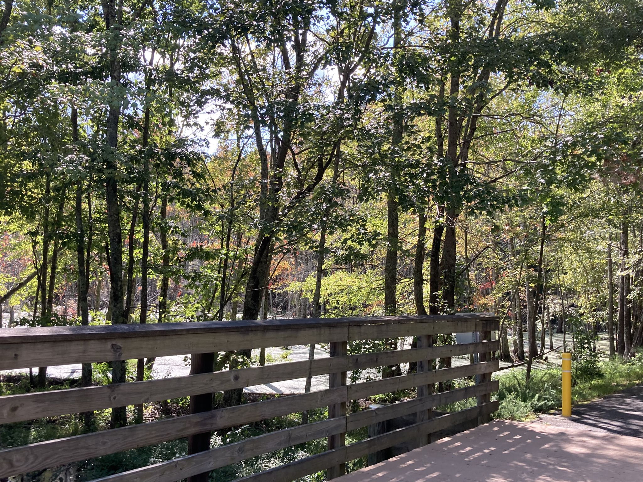 Wooden fence on a bridge overlooking sunlit trees and a path below. - Crossing the swamp – Colonial Williamsburg loop from Water Country USA