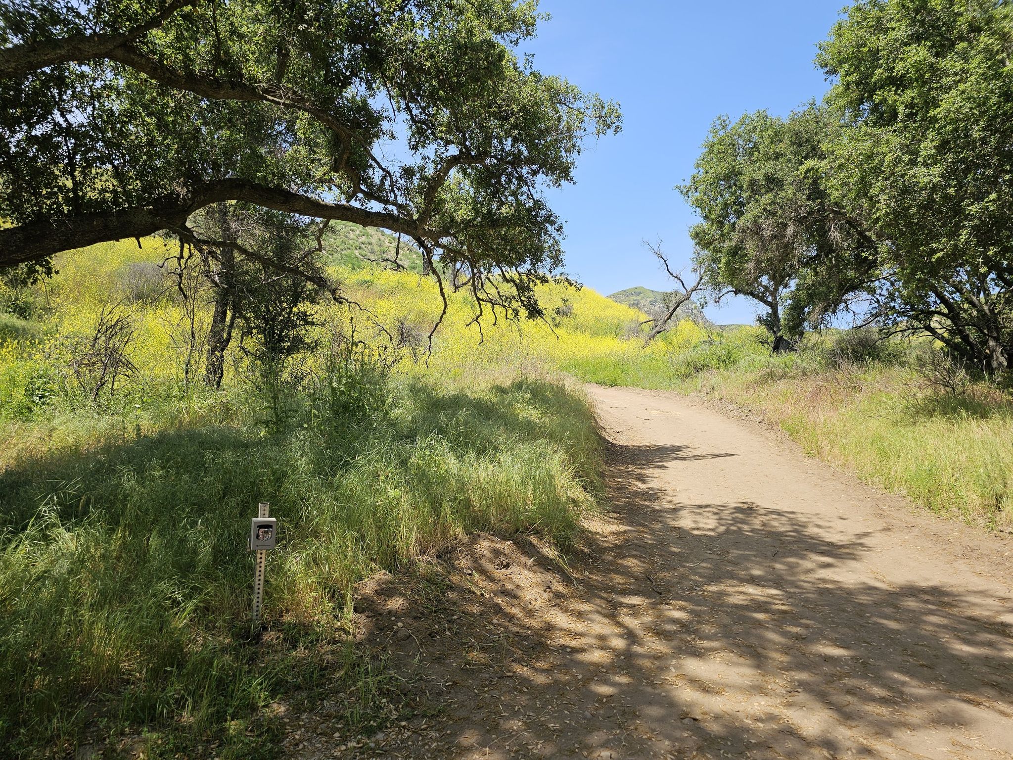 Dirt road curving through a field of yellow wildflowers and green trees. - Borrego Canyon Trail