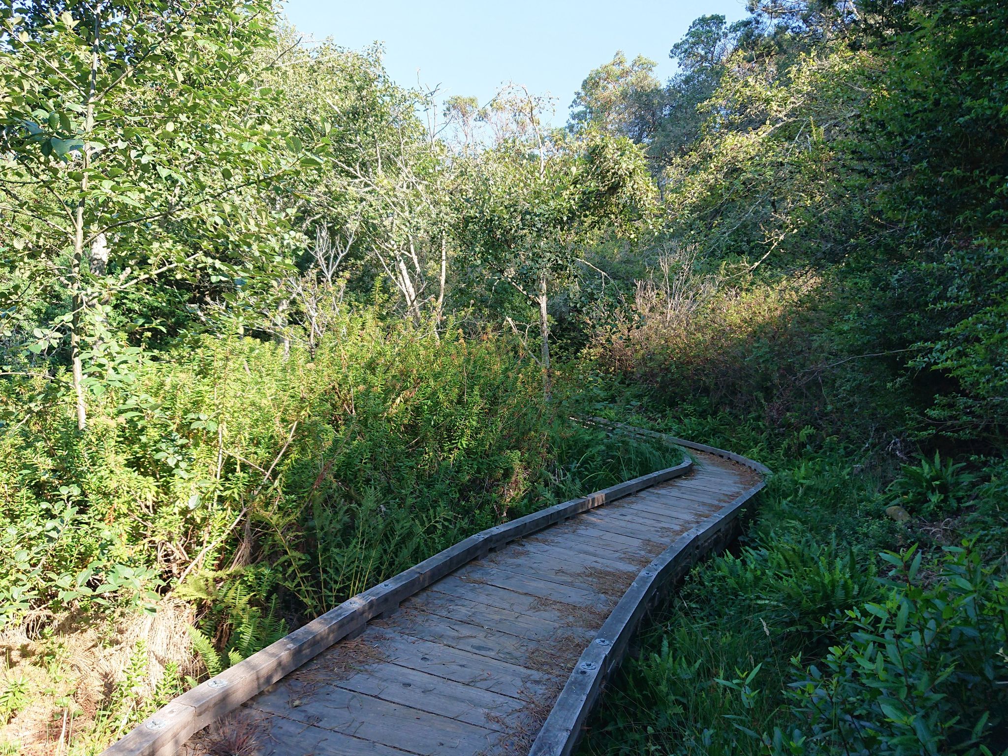 Winding wooden boardwalk path through a dense, lush green forest. - Johnstone and Jepson Loop