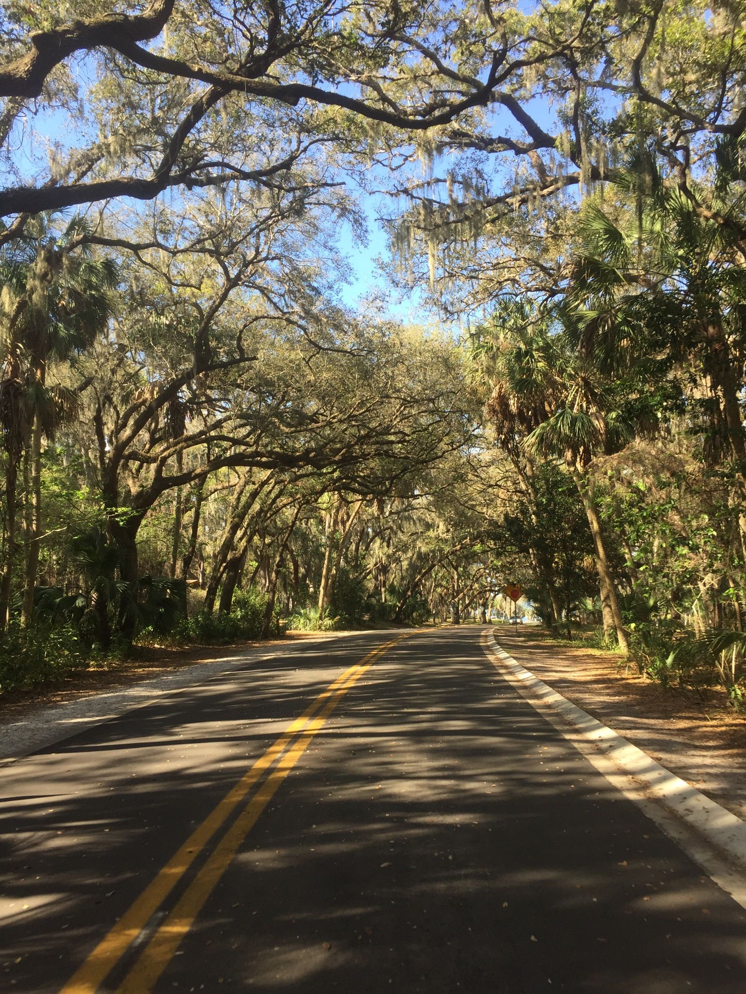 Sunny road canopied by lush trees with Spanish moss overhead. - Philippe Park – Safety Harbor Fountain loop from Safety Harbor
