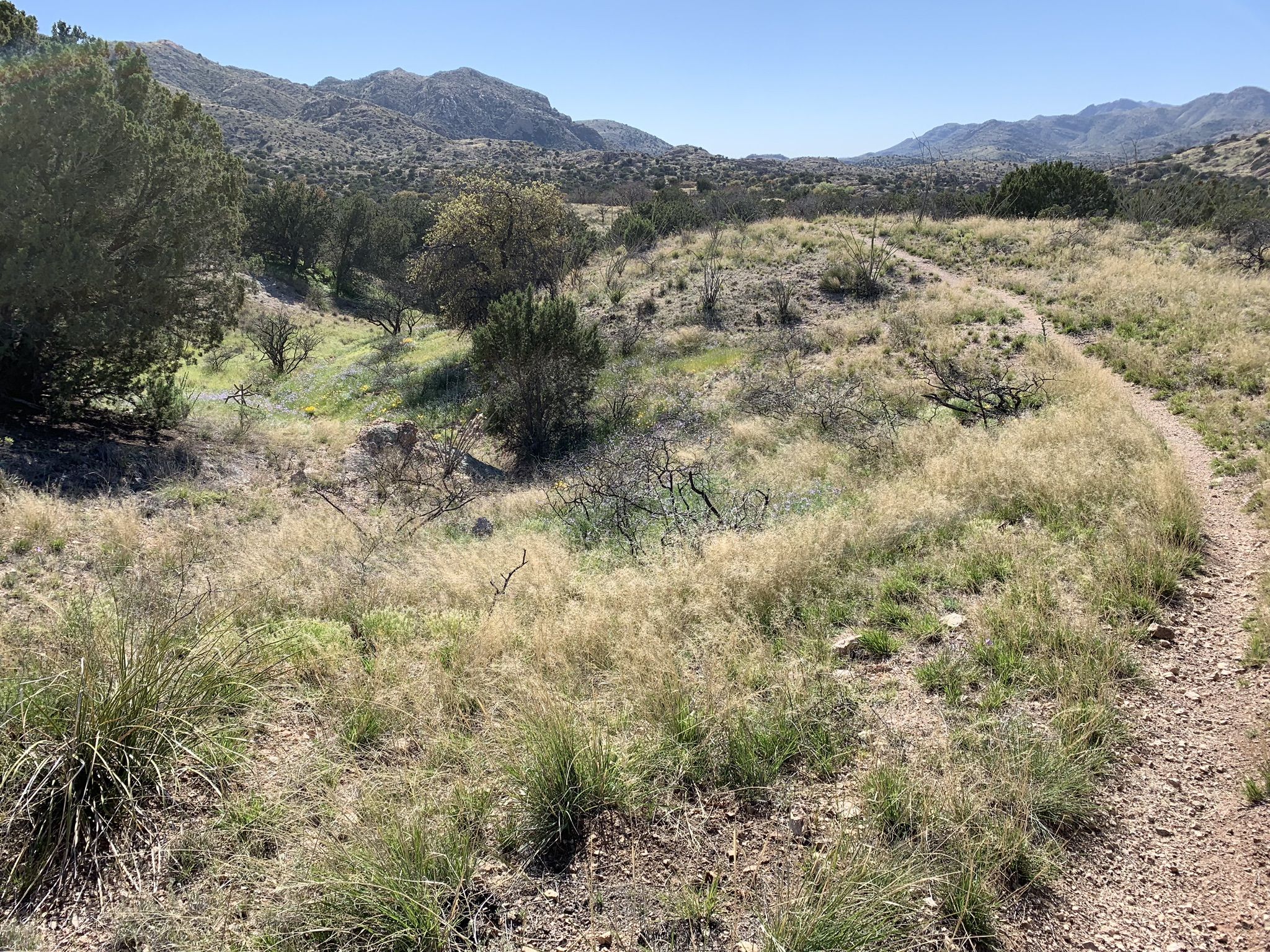 Sunny grassy field with a winding dirt path and distant mountains. - Redington-Arizona Trail-La Milagrosa Loop