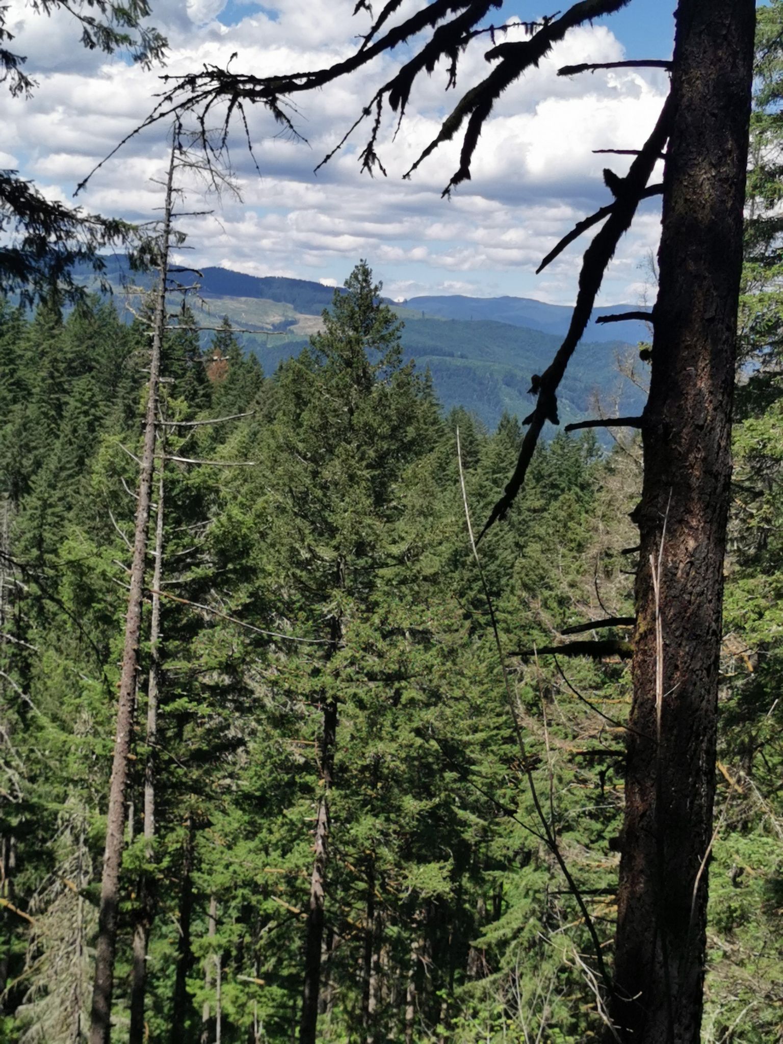 A high view over a dense evergreen forest with distant hills under clouds. - Dry Creek Falls Trail
