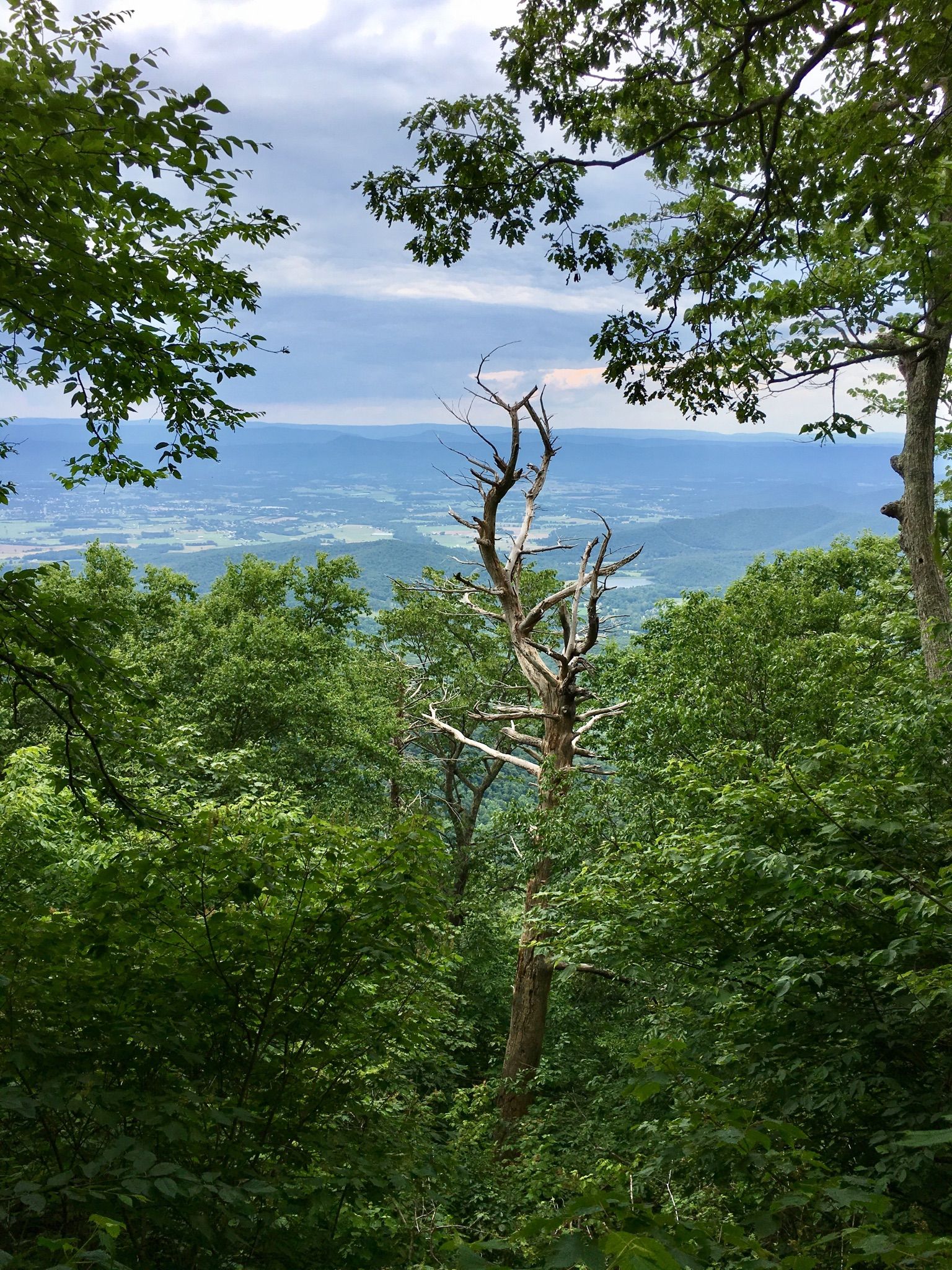 Dead tree stands amidst green forest overlooking a distant valley. - Passamaquoddy Trail