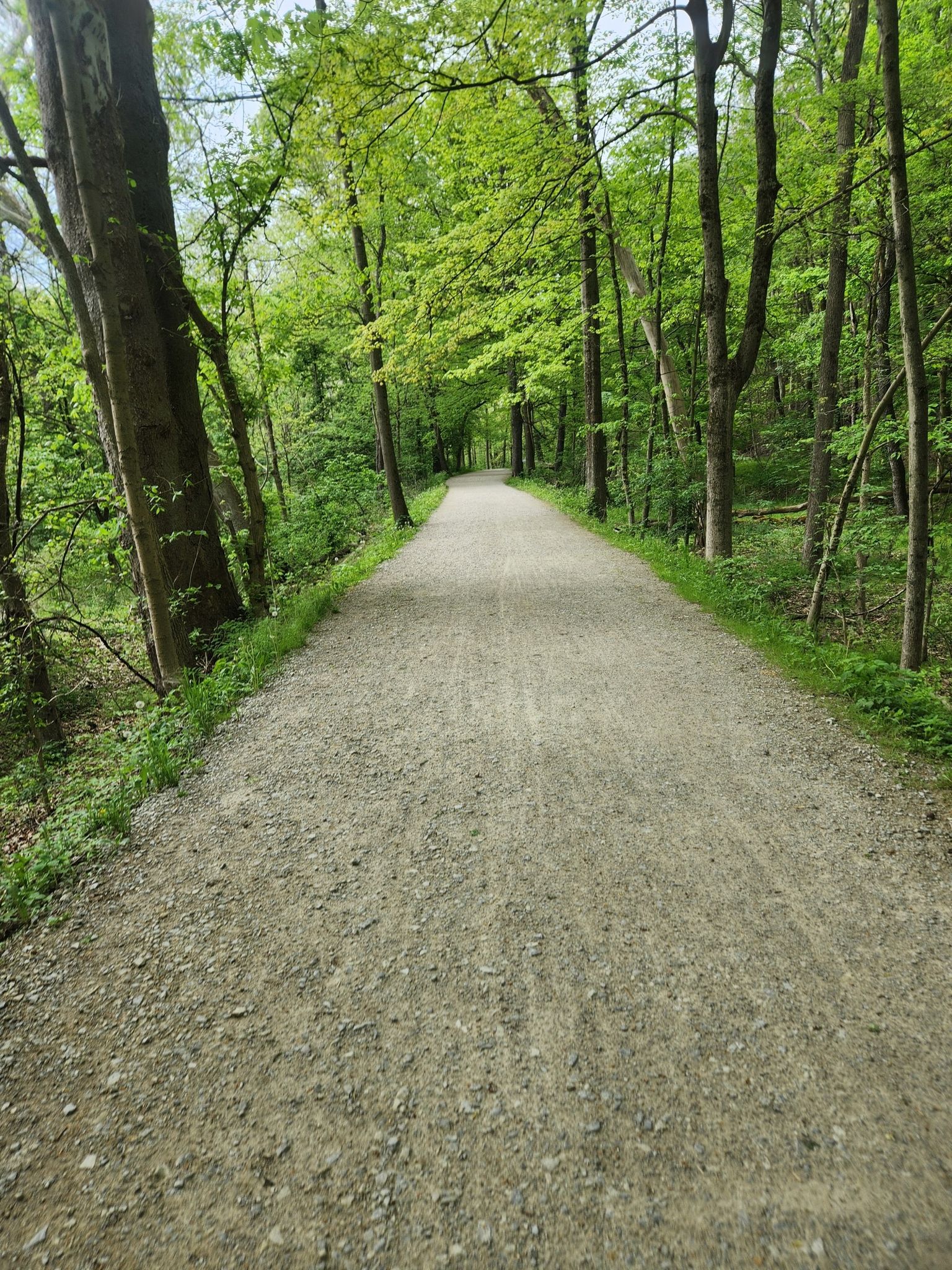 A long, straight dirt path through a dense green forest on a bright day. - Boston Trailhead – Cuyahoga River Bridge loop from Botzum