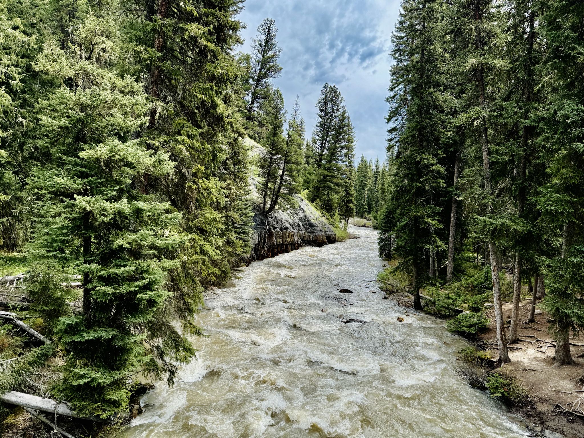 A fast-flowing river winds through a dense pine forest under an overcast sky. - Ousel Falls Trail