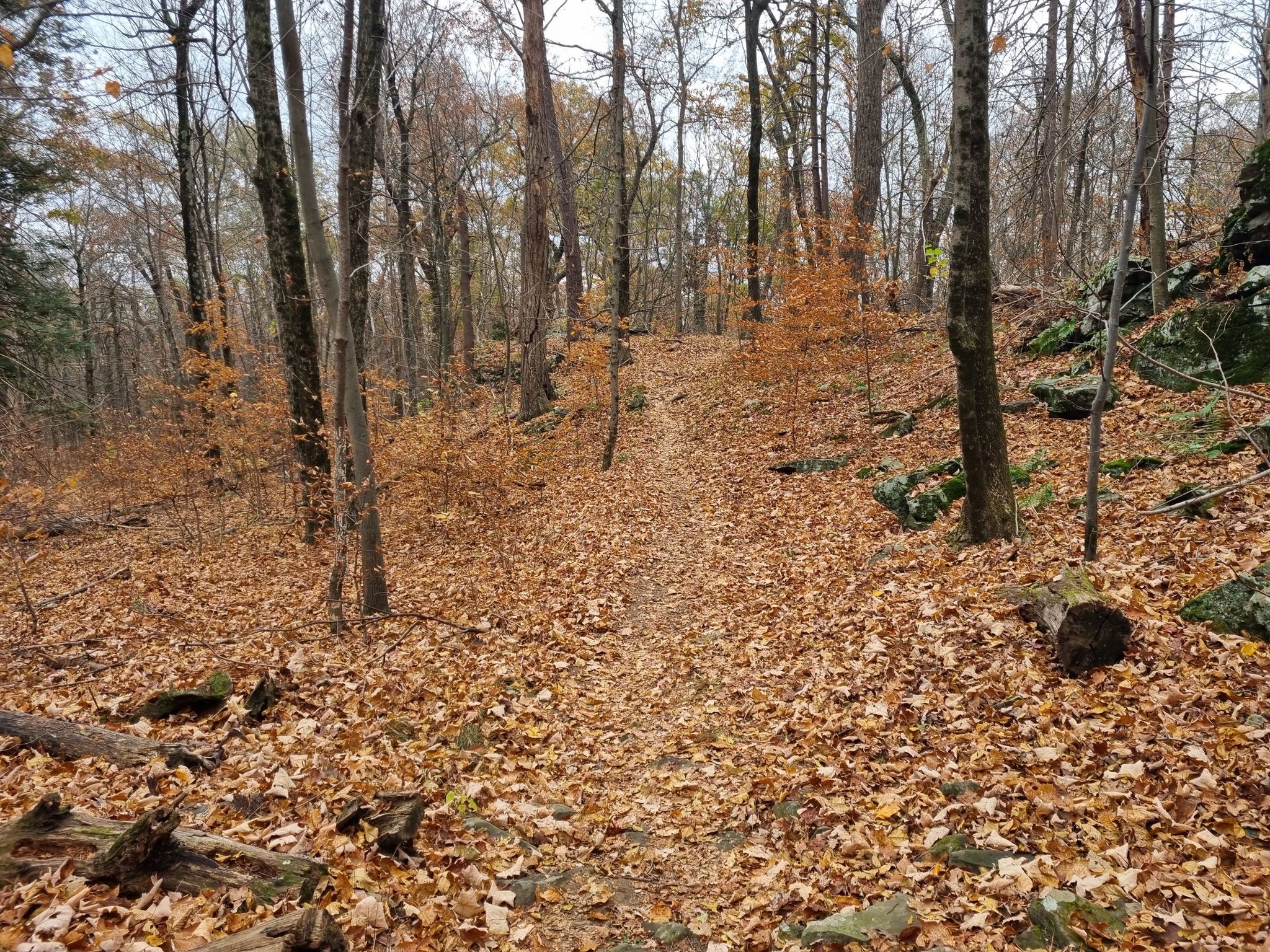 A leaf-covered trail ascends through a forest with bare trees and some rocks. - Hudson River Overlook loop from Esopus