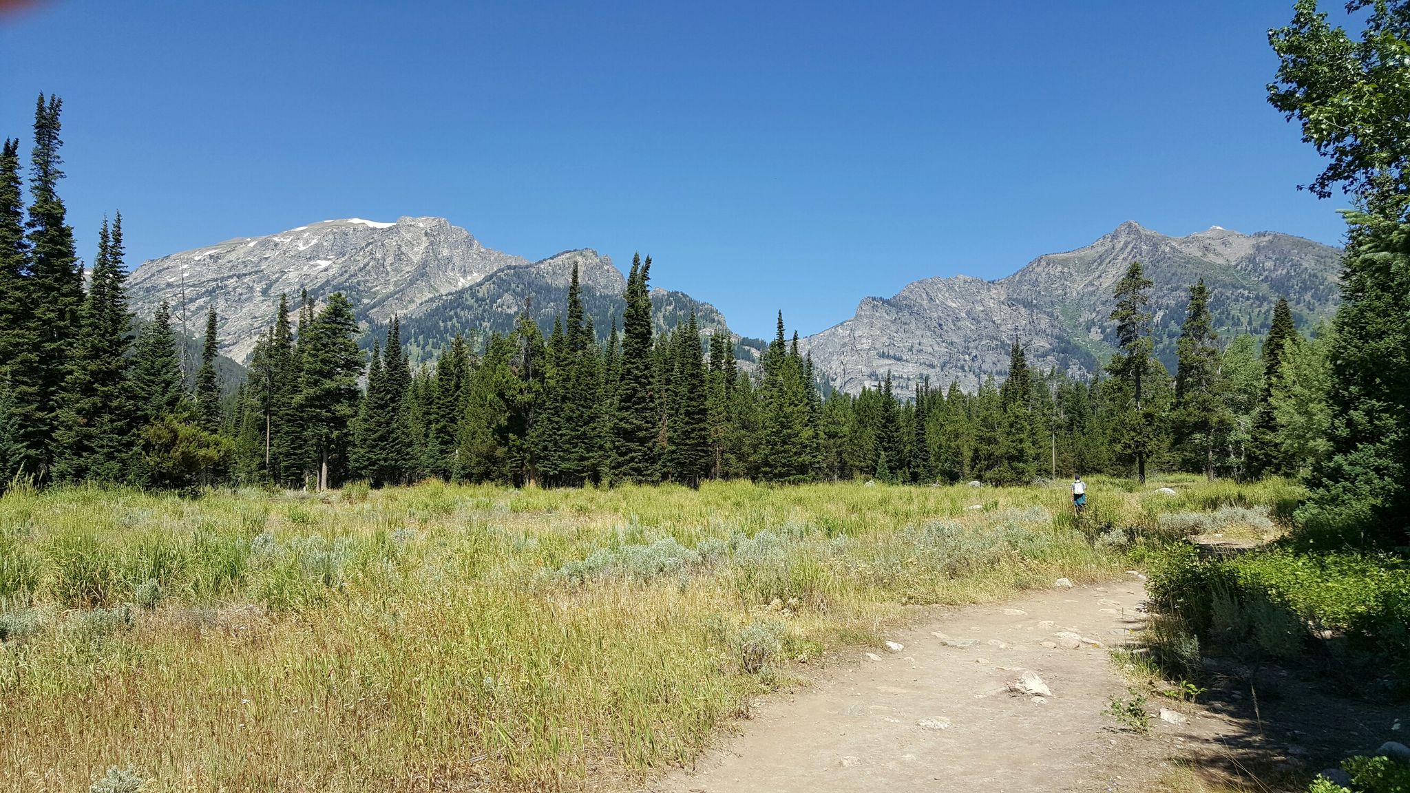 Dirt path through a grassy field, pine trees, and distant mountains under clear sky. - Lake Creek Trail