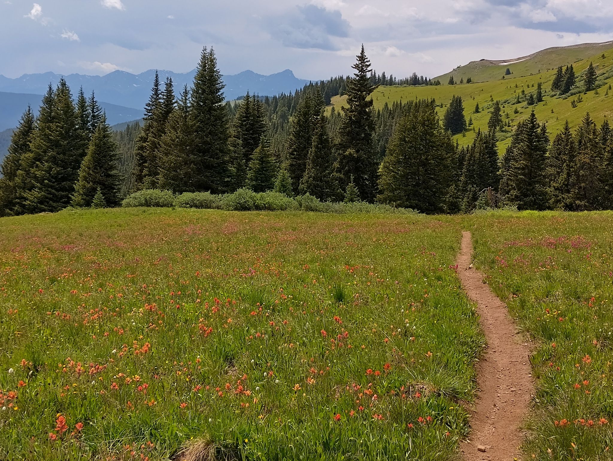 Dirt path winding through a vibrant green meadow with orange wildflowers. - Colorado Trail: Segment 8