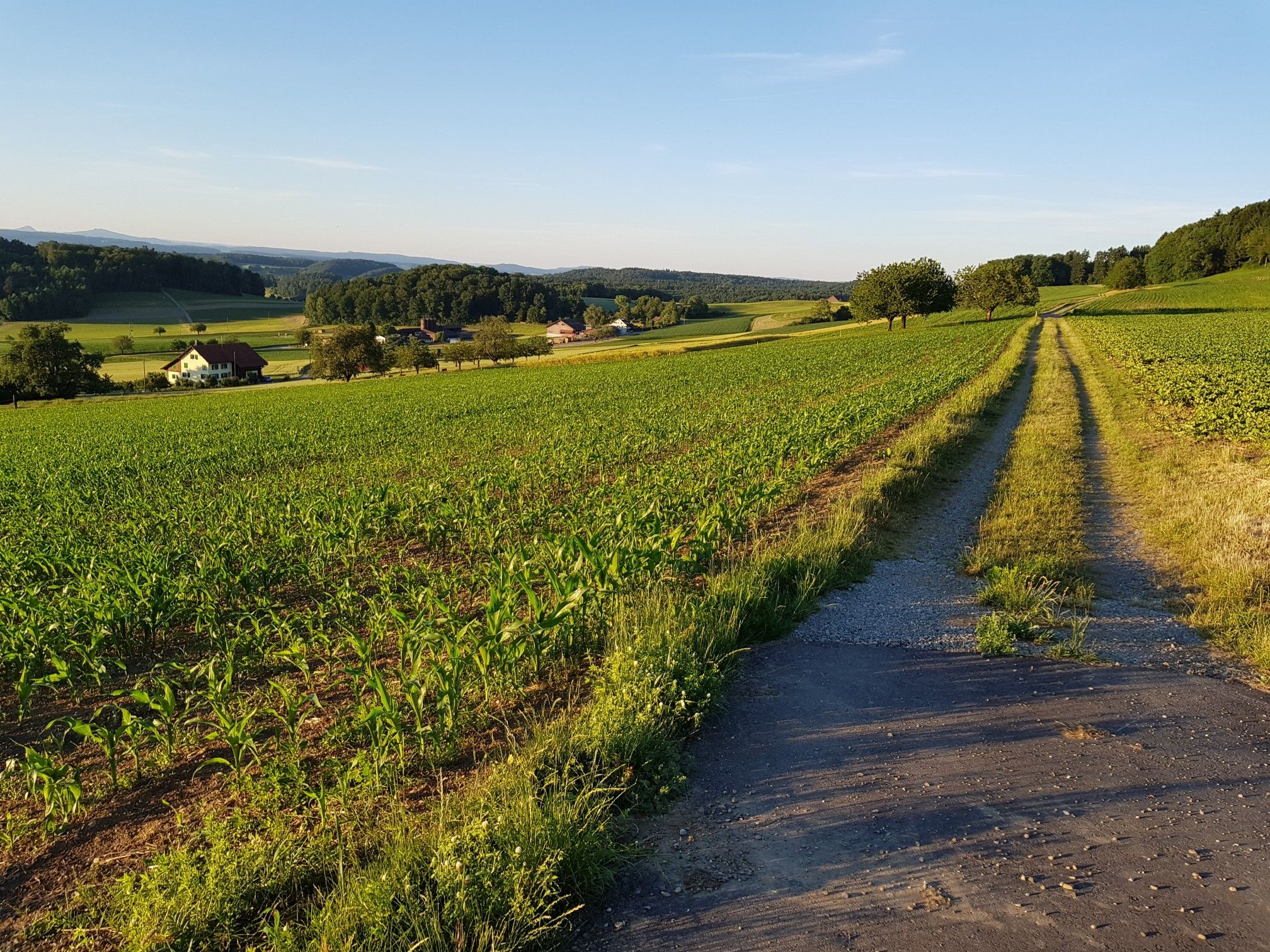 Buch am Irchel
