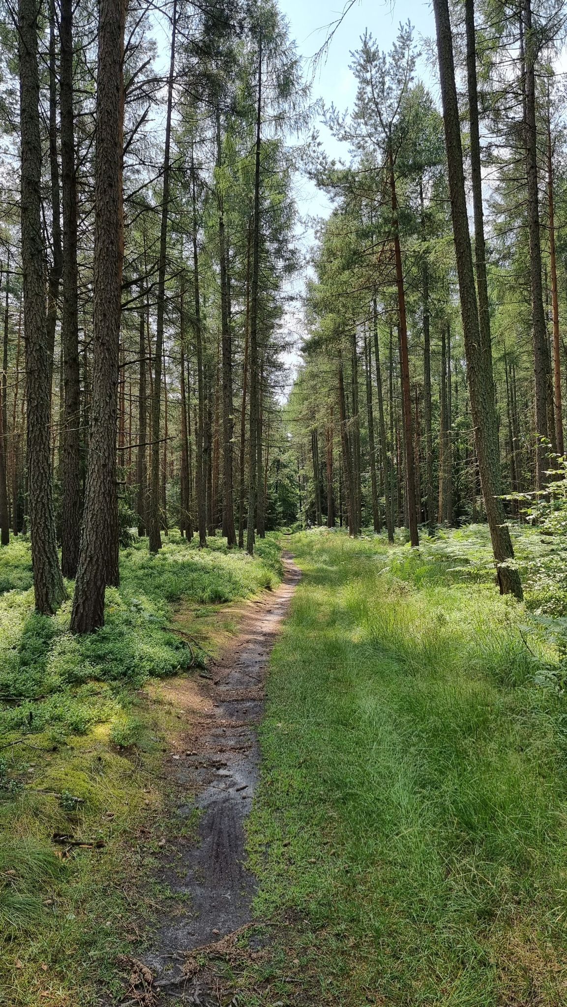 schöner Waldtrail