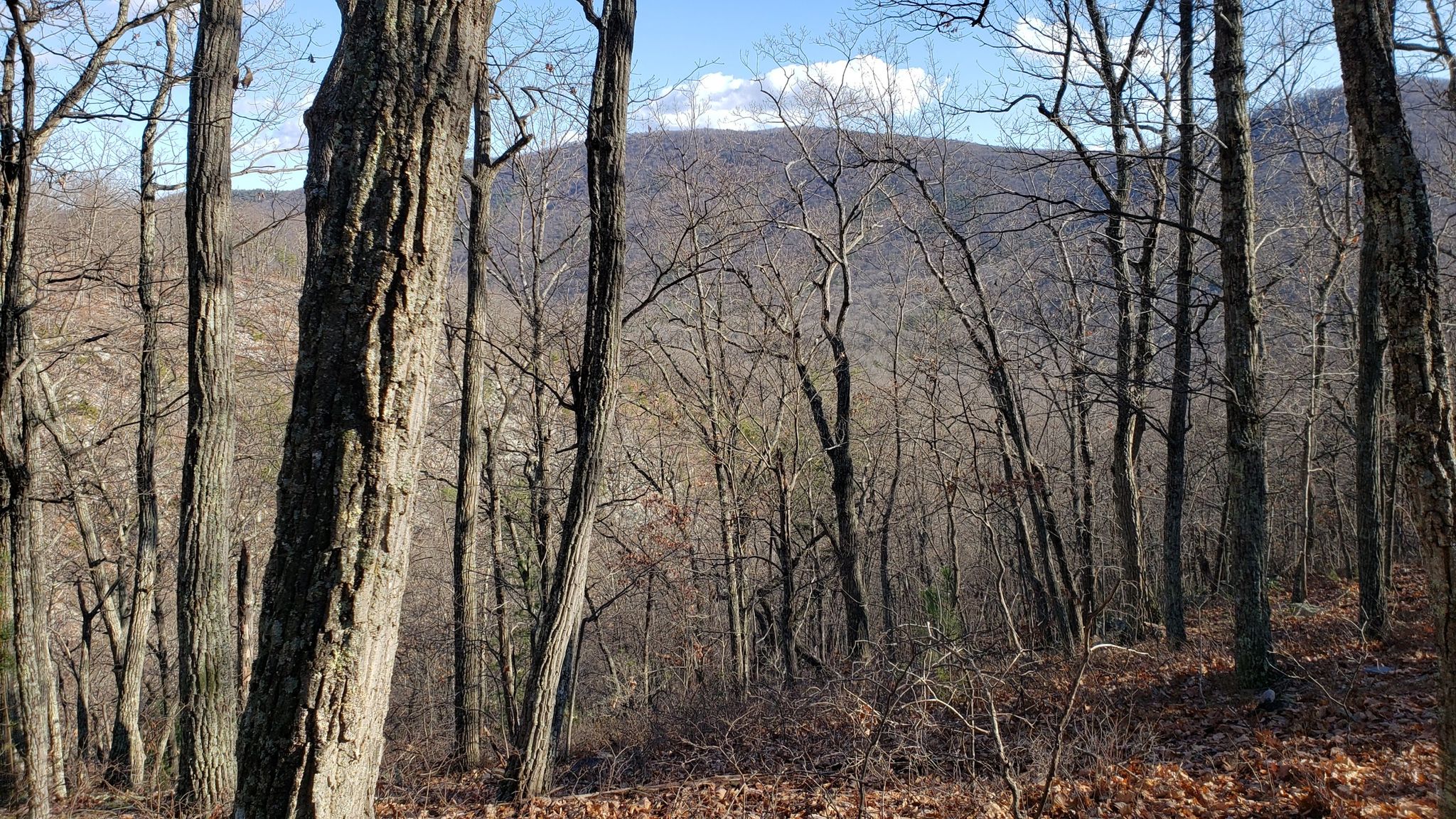 Bare trees in a winter forest with a distant mountain under a blue sky. - Mudhole Gap Trail Loop
