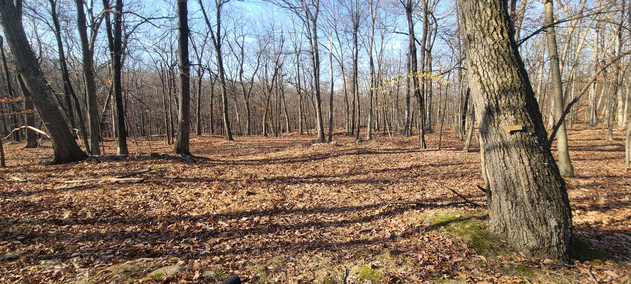 Sunny forest floor covered in brown leaves with bare trees and long shadows. - Summit and Woodland Trail Loop