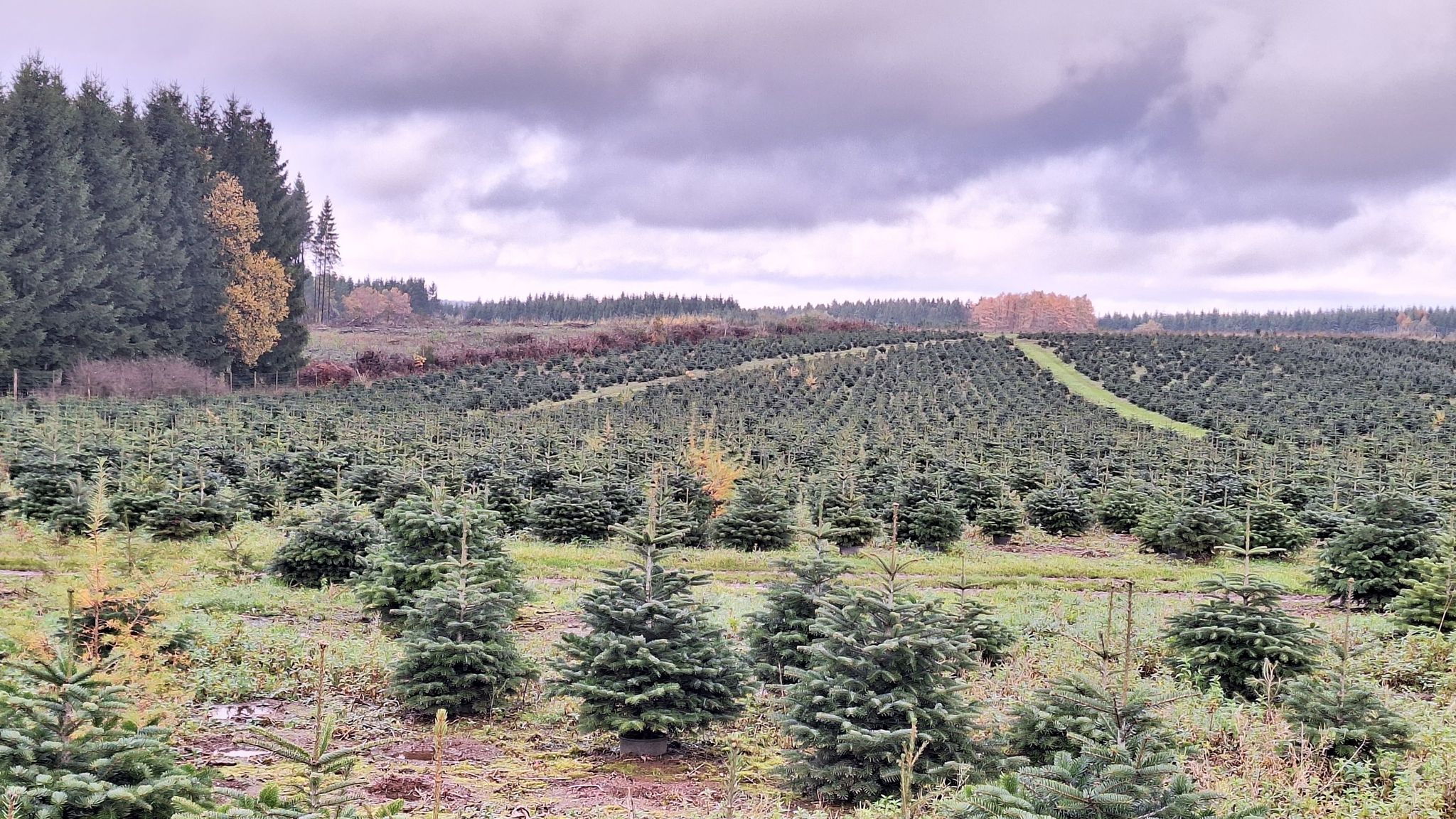 Kerstbomenkwekerij
