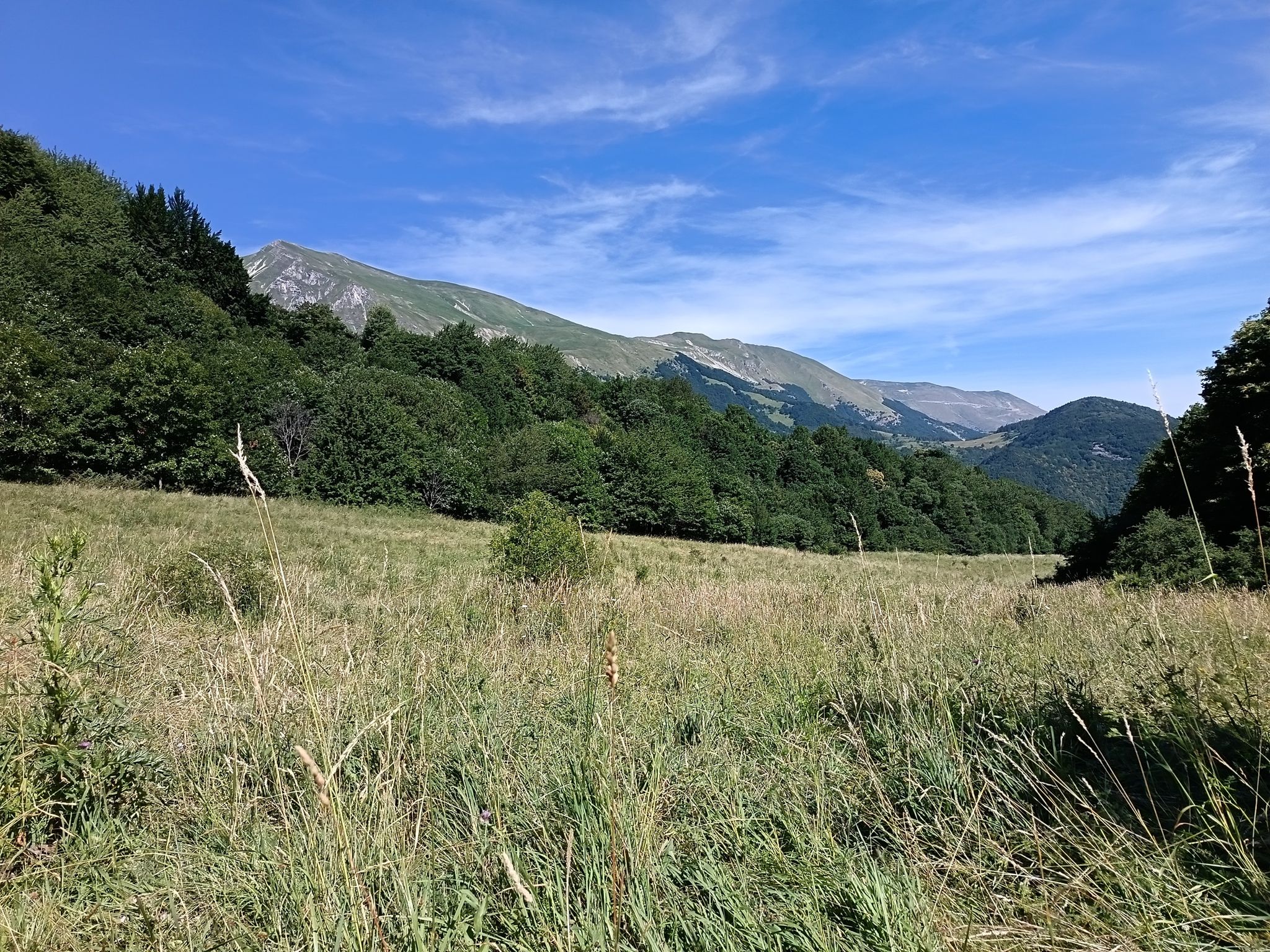 radura fuori dal bosco 