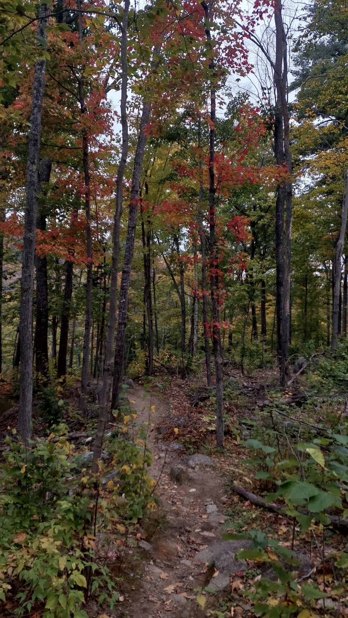 A narrow dirt path winds through a forest with autumn-colored trees. - Boulder Loop Trail