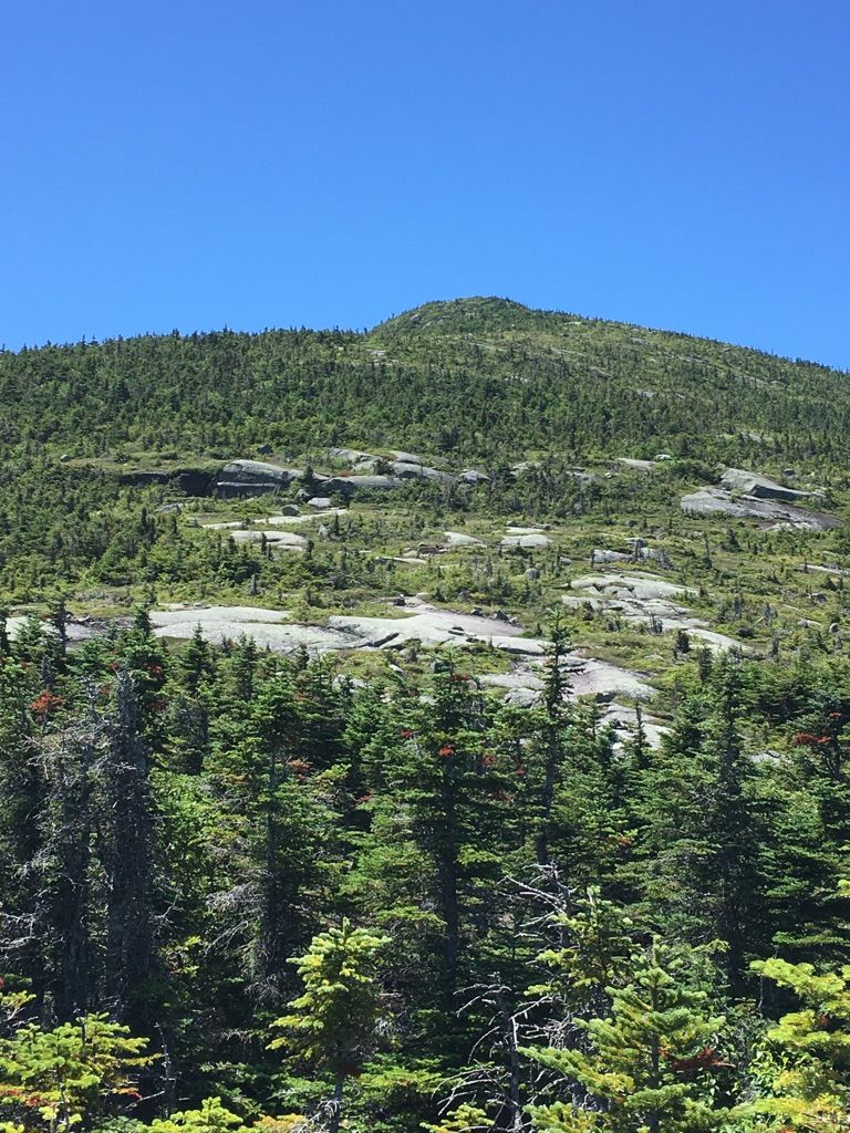 Dense evergreen forest covers a sunny mountain slope with rocky patches. - Appalachian Trail: Saddleback Mountain and The Horn