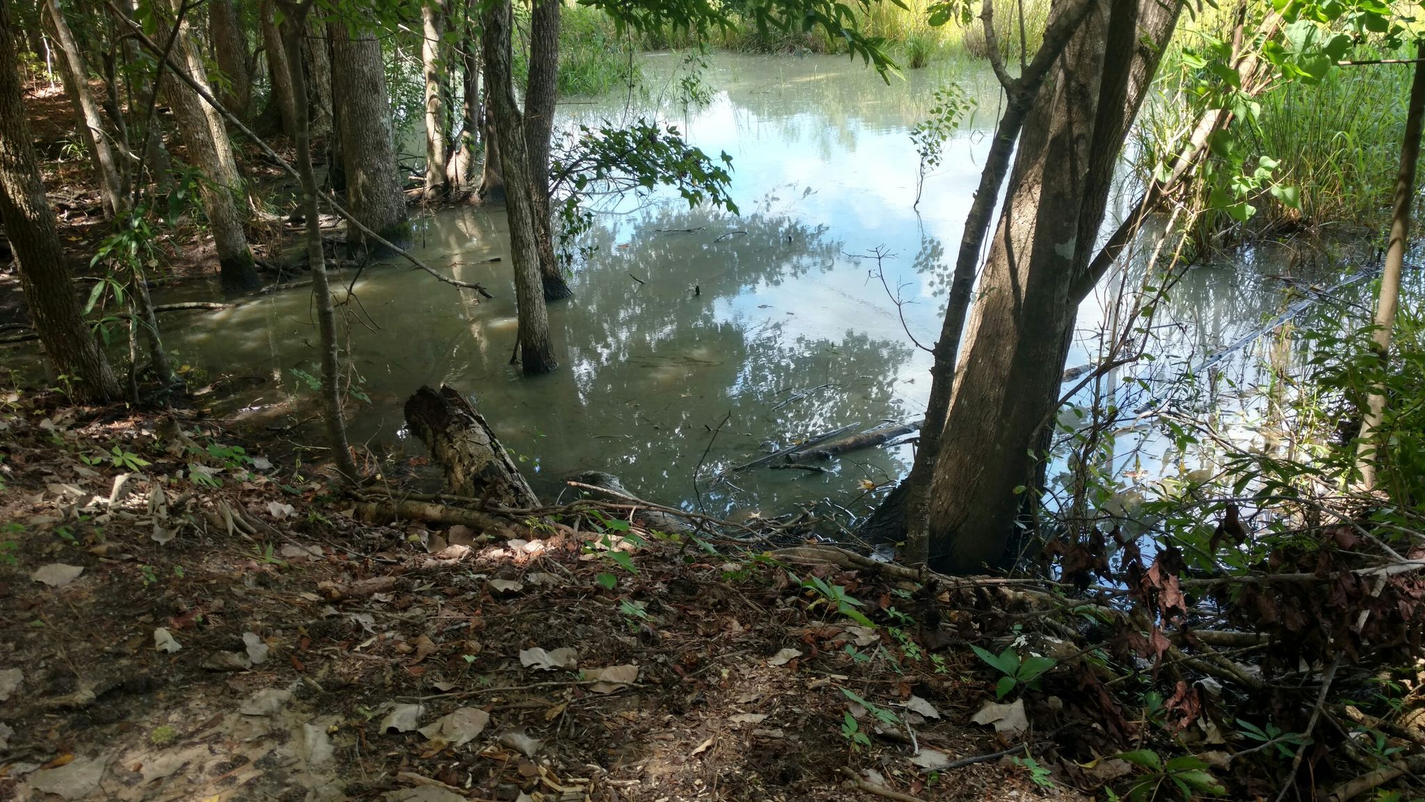 Trees grow from murky swamp water, surrounded by dense green foliage. - Wannamaker North Trail