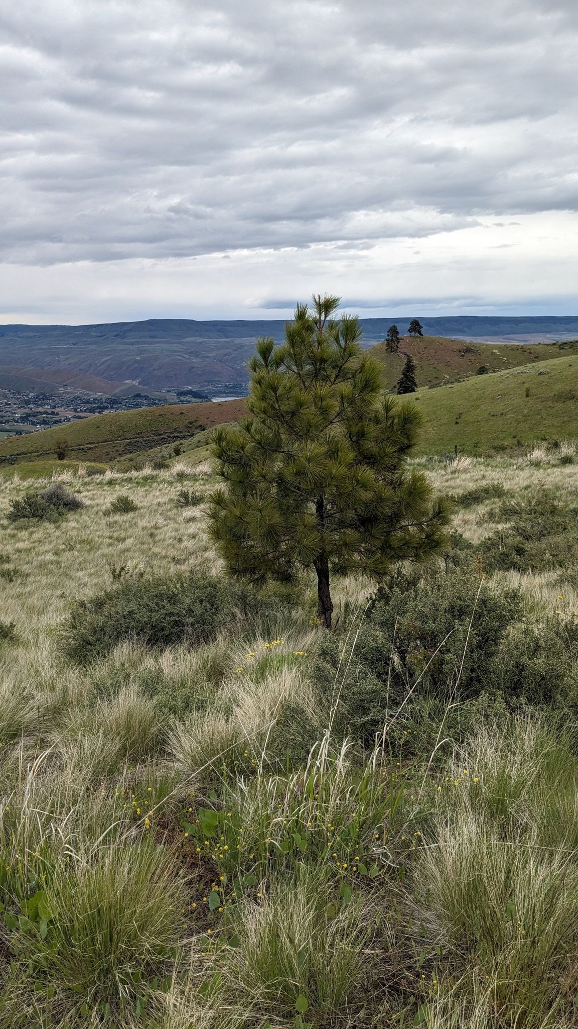 A lone pine tree stands on a grassy hillside under an overcast sky. - Wildflowers in Sage Hills loop from Horse Lake Preserve (CDLT)