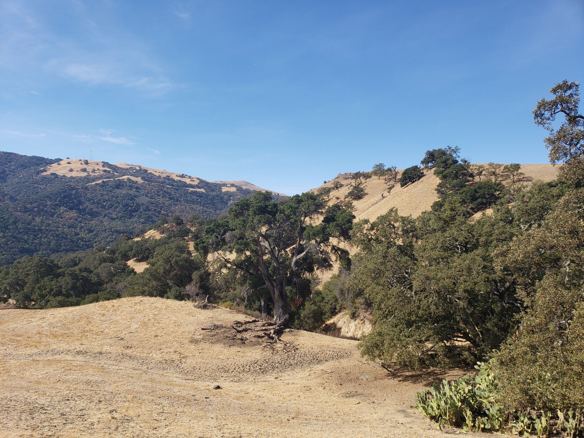 Sunny view of dry, golden hills with scattered green trees under a blue sky. - Indian Joe Creek Trail, High Valley Road, and Hayfield Road Loop