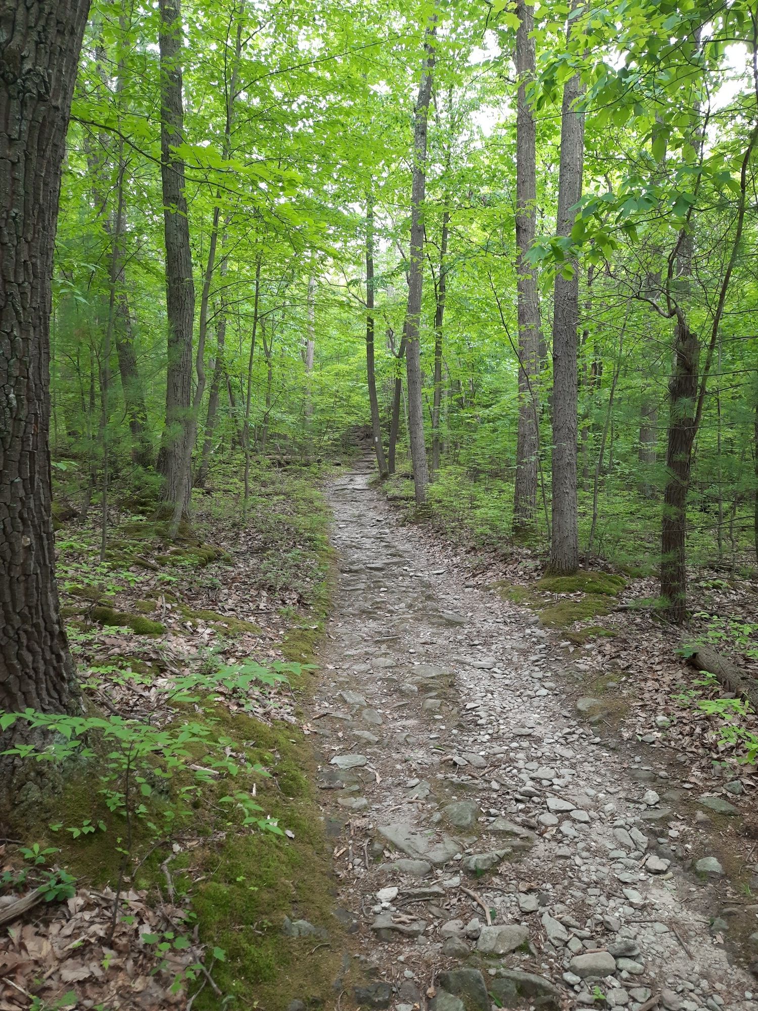 A rocky dirt path winds uphill through a dense, bright green forest. - Appalachian Trail Museum loop from Cooke Township