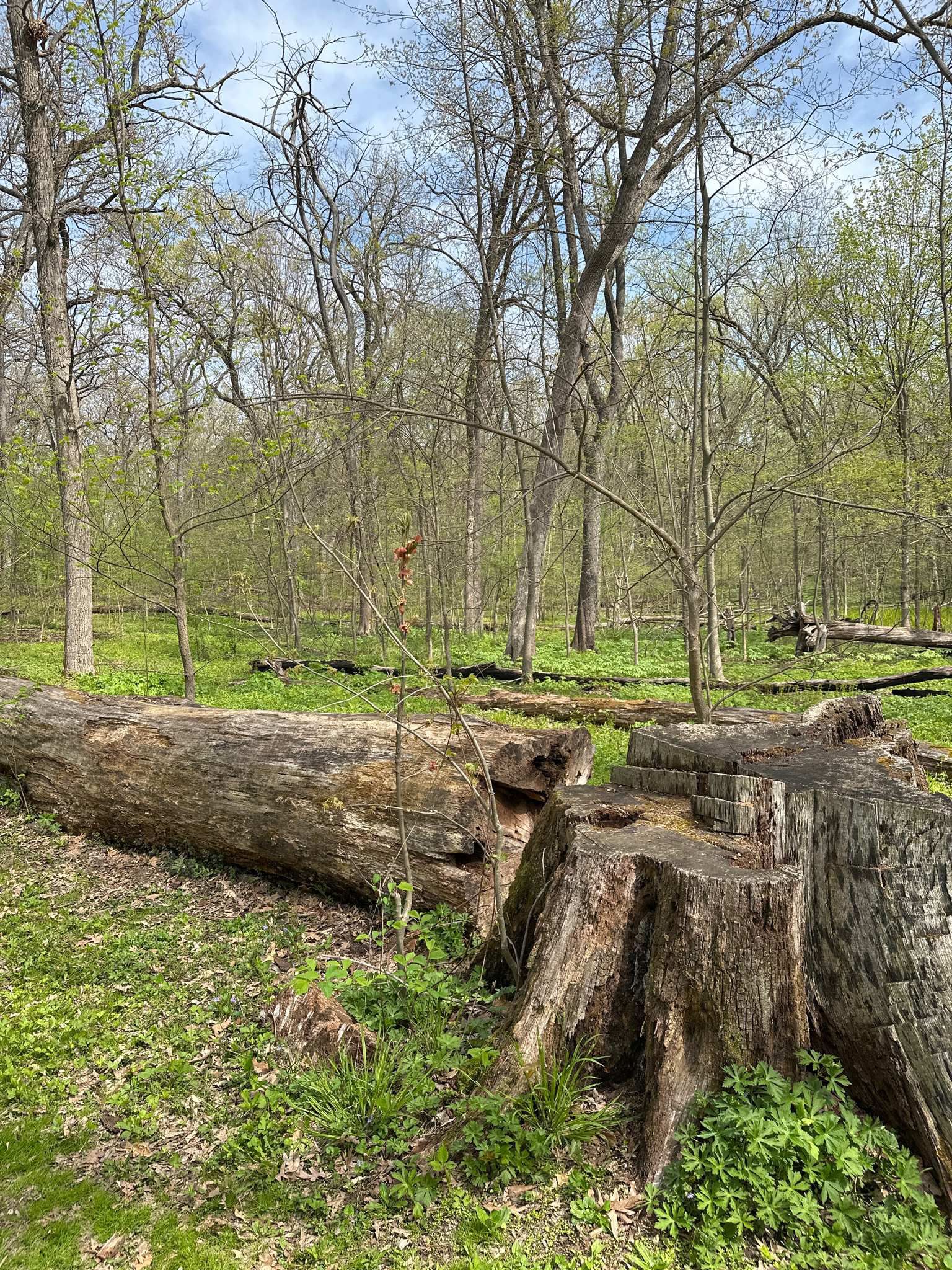 A large fallen log and tree stump lie on a forest floor with green undergrowth. - White Oak Nature Trail Bench loop from Lake Kegonsa State Park