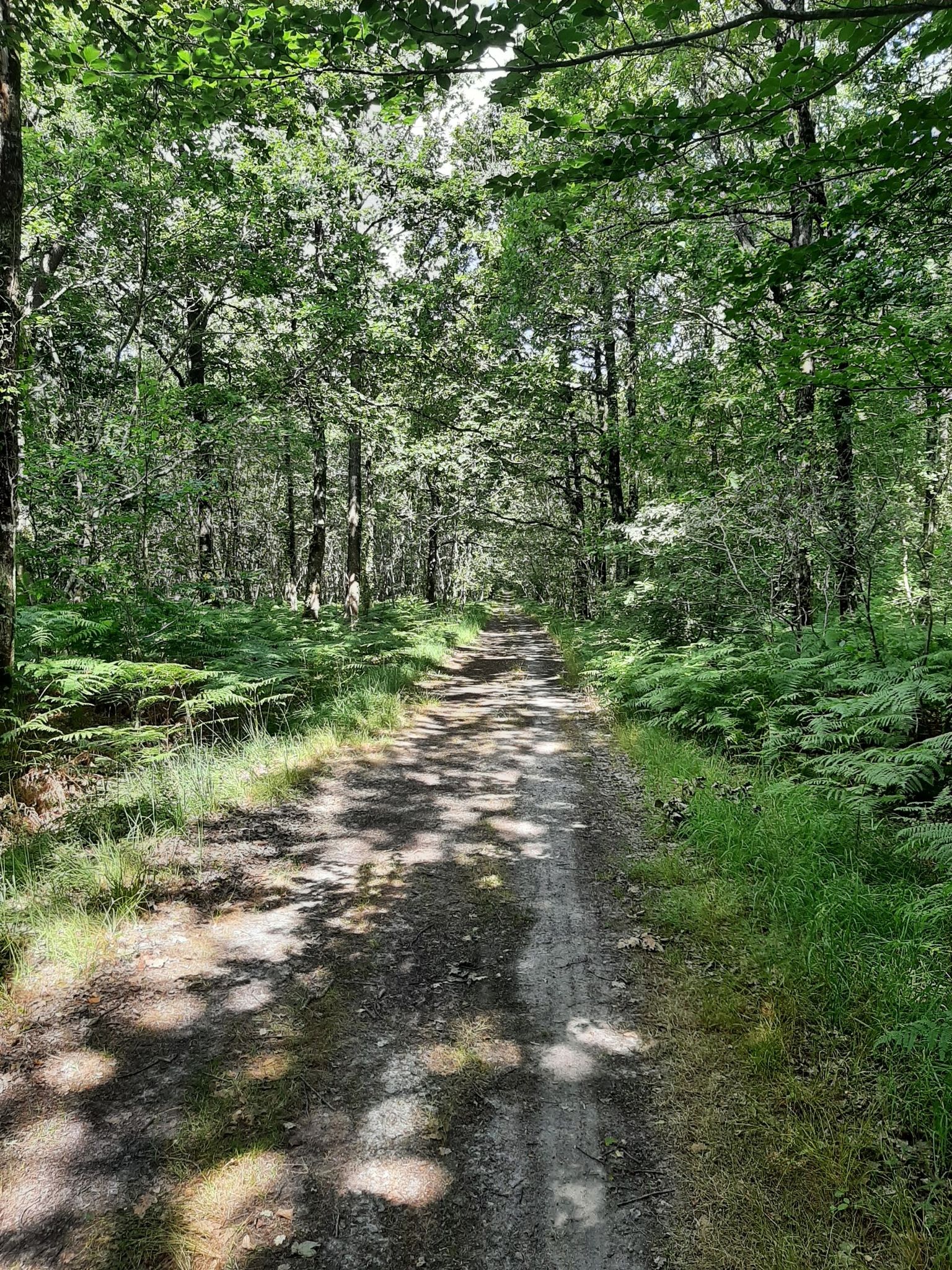 forêt d'Aizenay