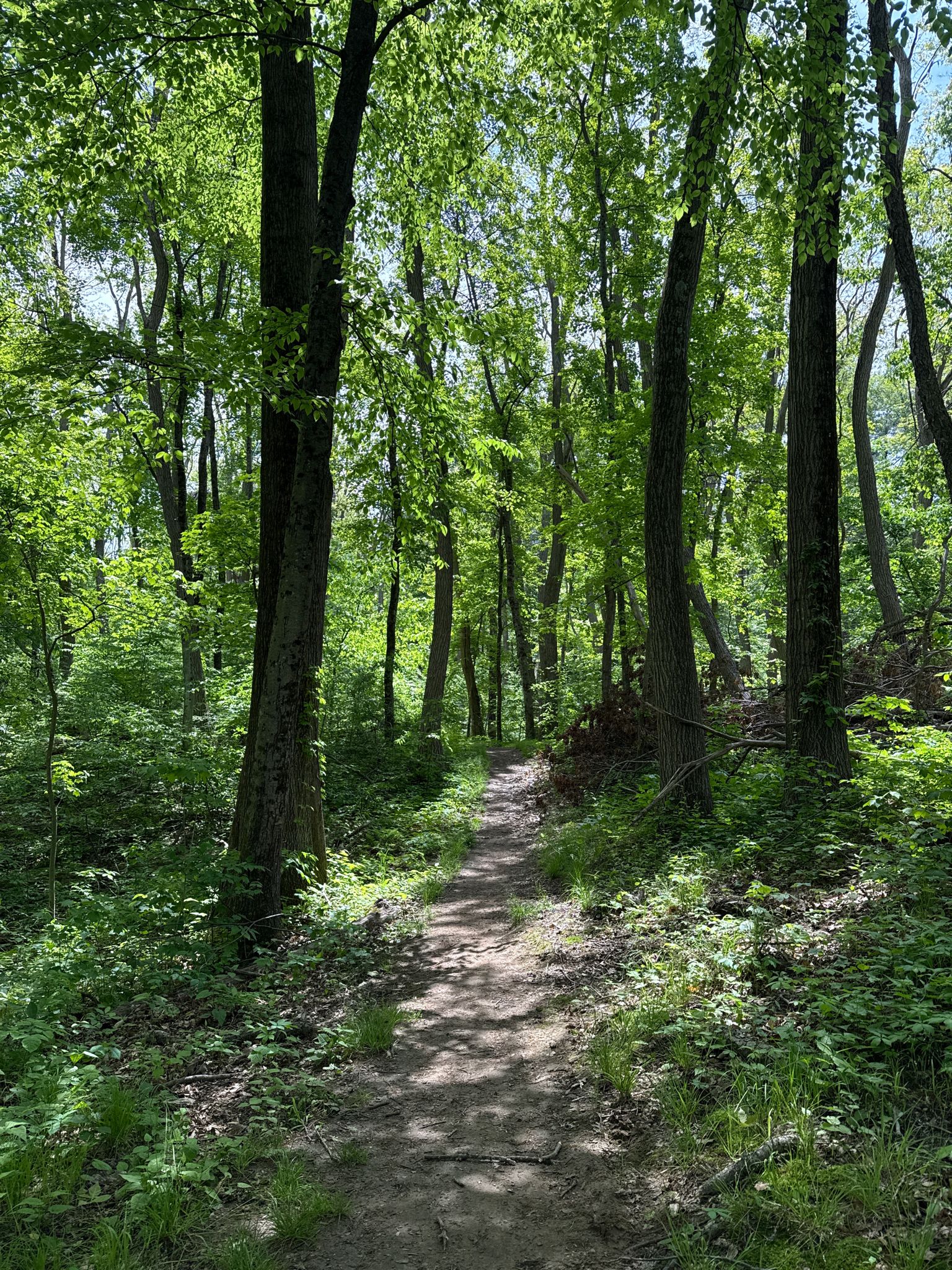A narrow dirt path winds through a bright, green, sun-dappled forest. - Madison Avenue Pinelands Purple Trail