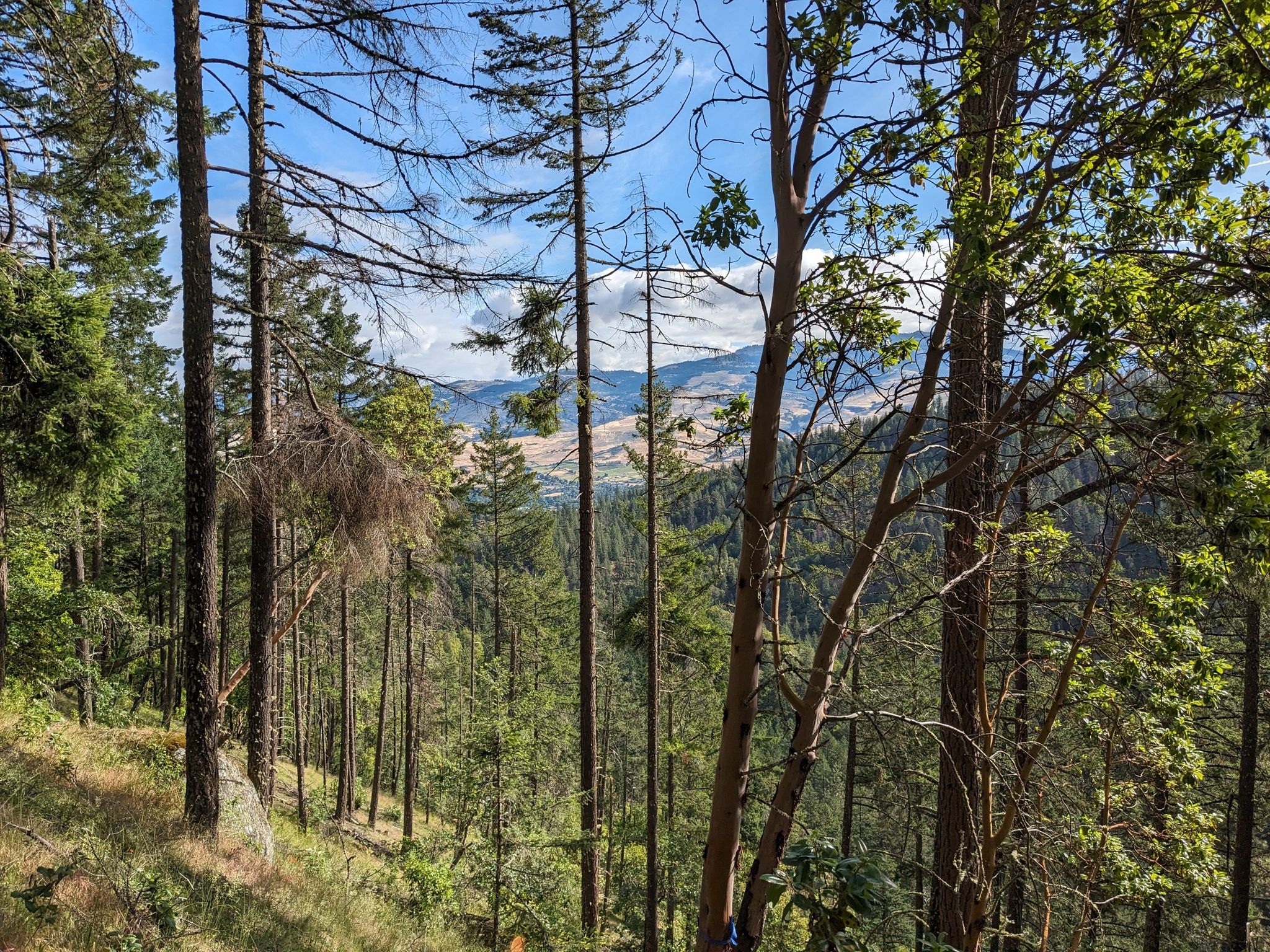 Tall pine trees frame a view of distant, dry hills under a clear blue sky. - Lower Wonder, Fell on Knee, and Forest Service Road 300 Loop