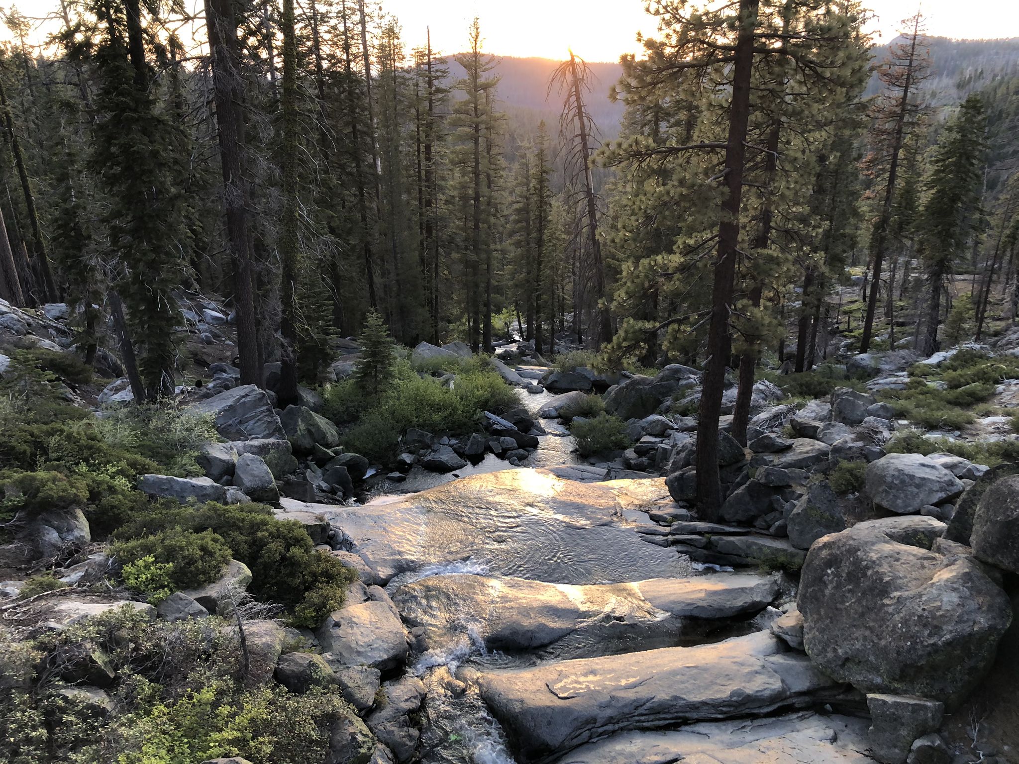 A rocky stream flows through a dense forest at sunset, with warm light. - Tuolumne Grove of Giant Sequoias to Olmsted Point via Tioga Road