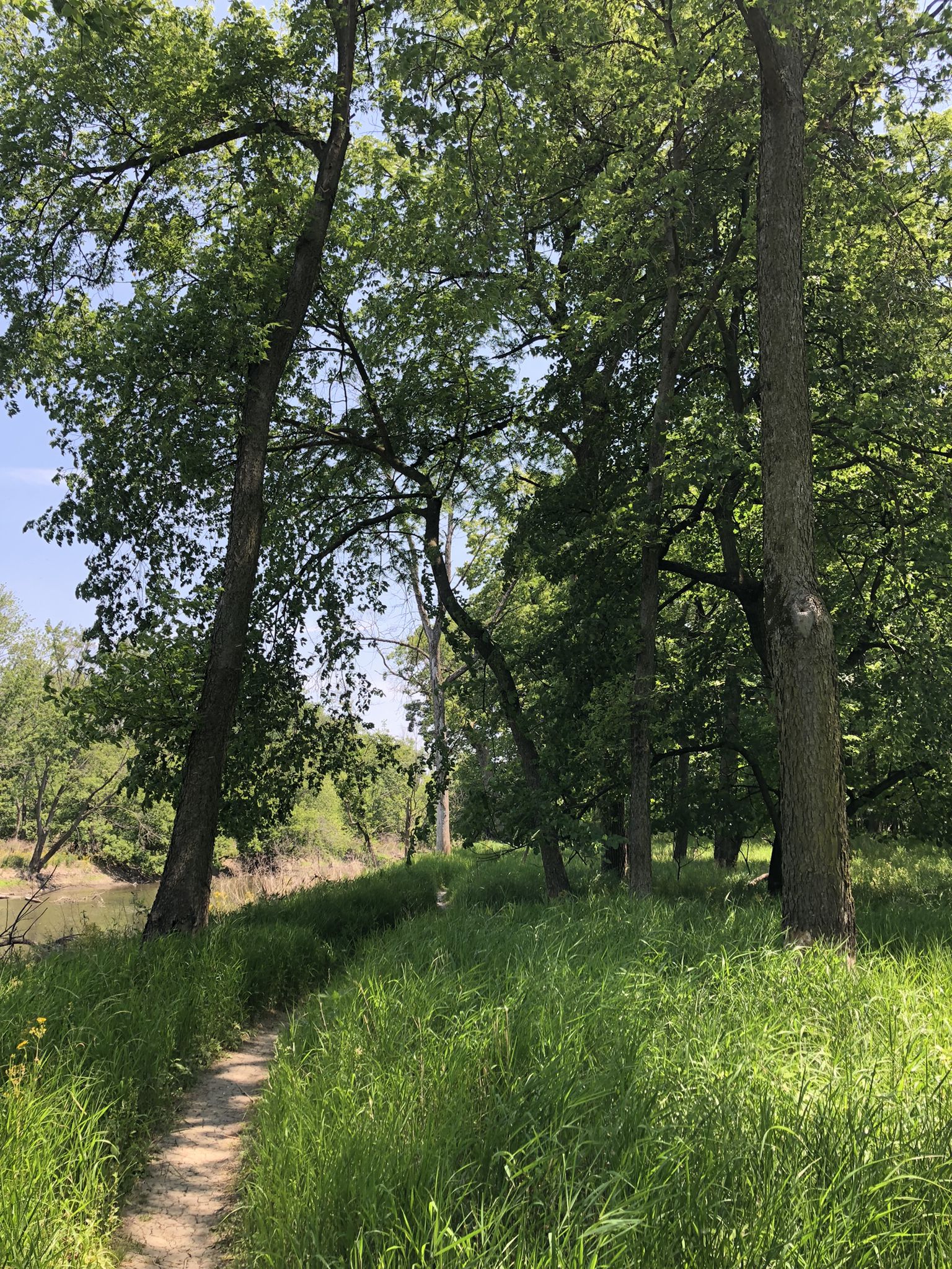 A sunny dirt path winds through tall grass and trees by a river. - Trailside Museum of Natural History Trails