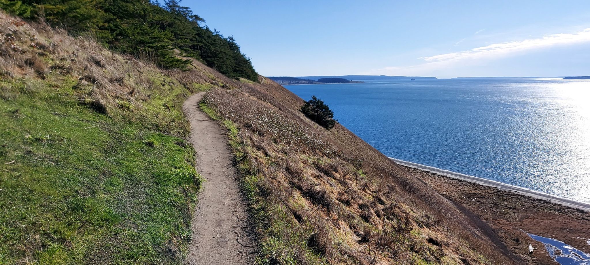 Dirt trail on a sunny grassy hillside with pine trees, overlooking a blue sea. - Ebey's Landing State Park loop from Pratt Preserve